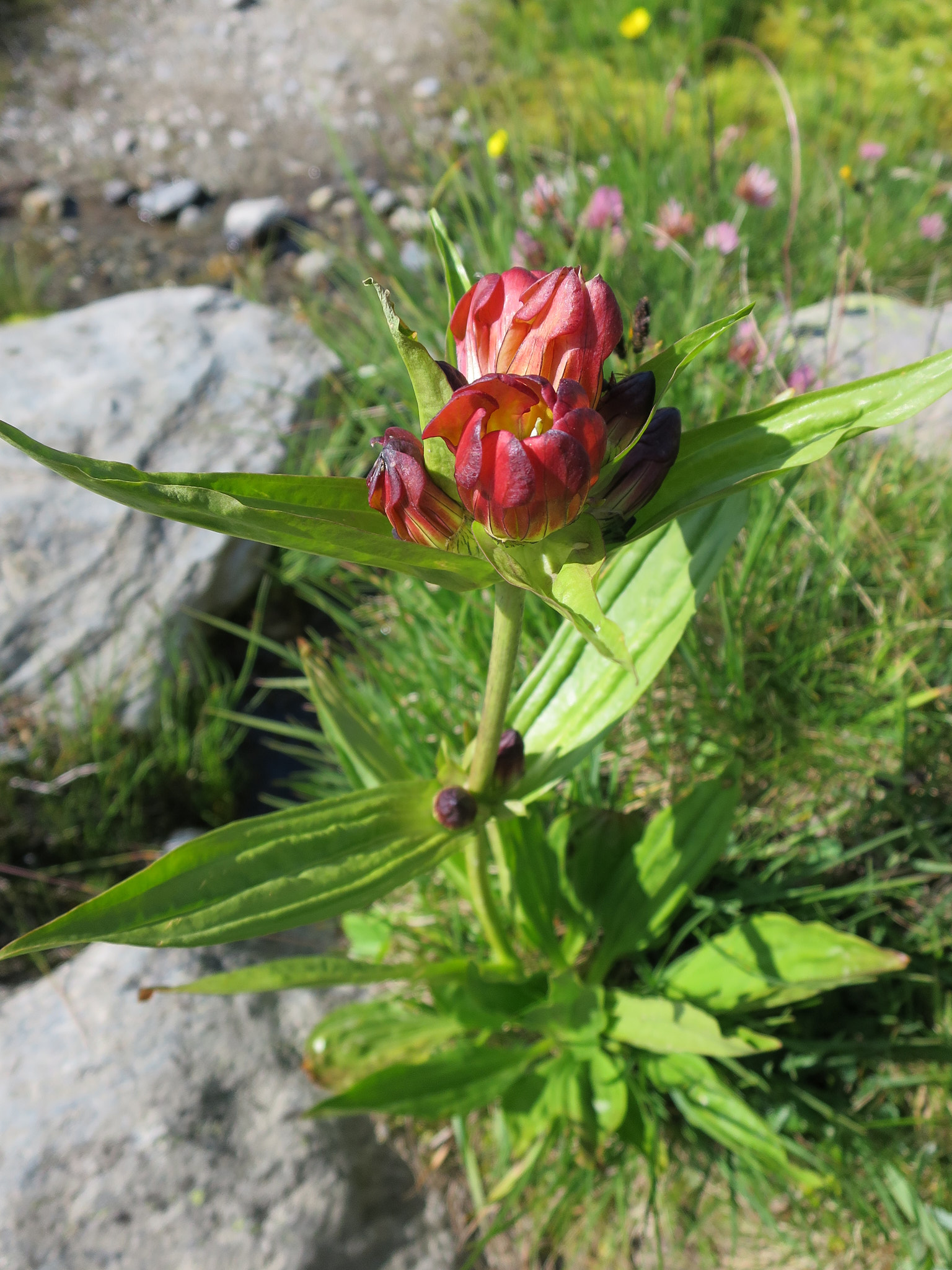 Baggsöta (<em>Gentiana purpurea</em>)