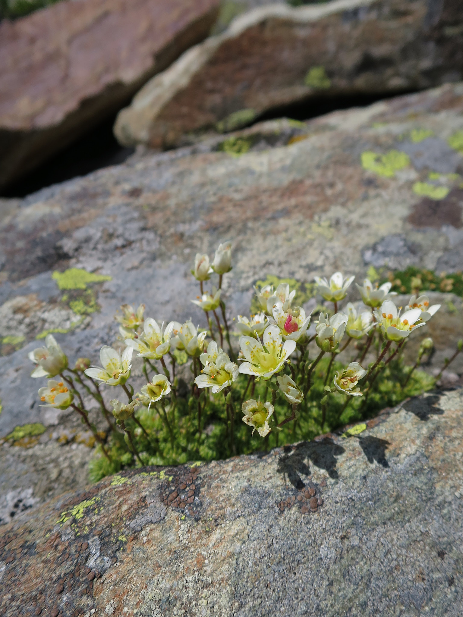 Granitbräcka (<em>Saxifraga bryoides</em>)