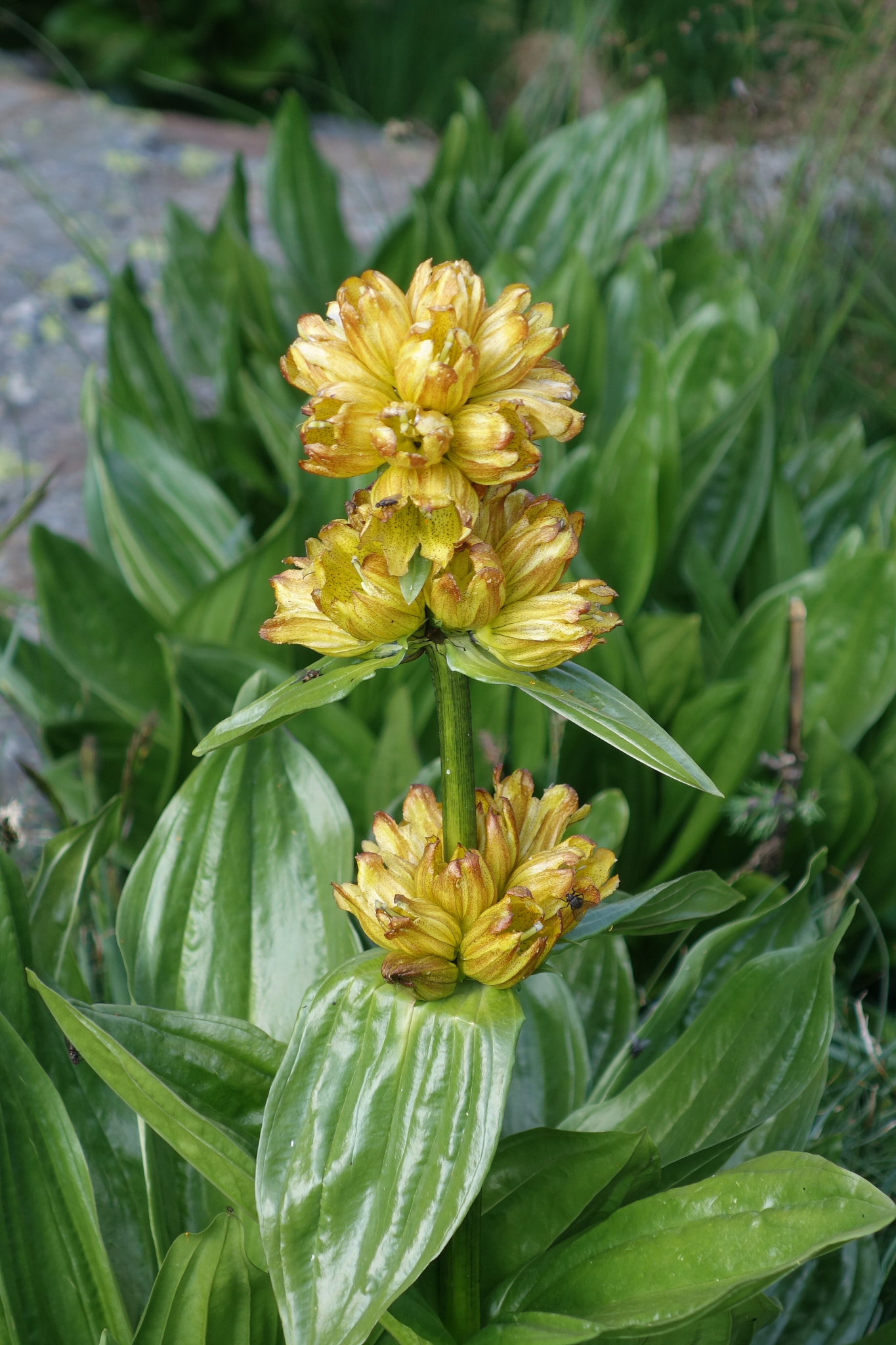 Prickgentiana (<em>Gentiana punctata</em>)