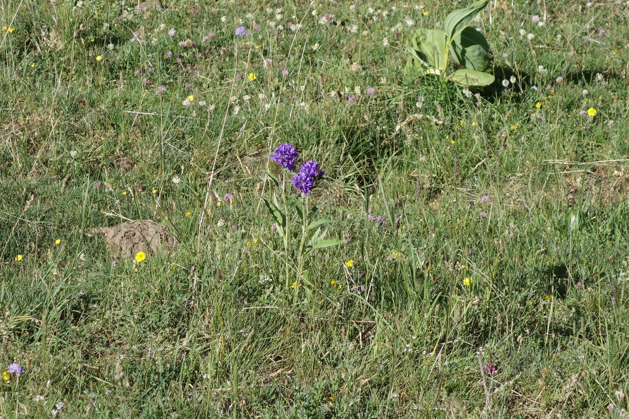 Blundklocka (<em>Campanula foliosa</em>)