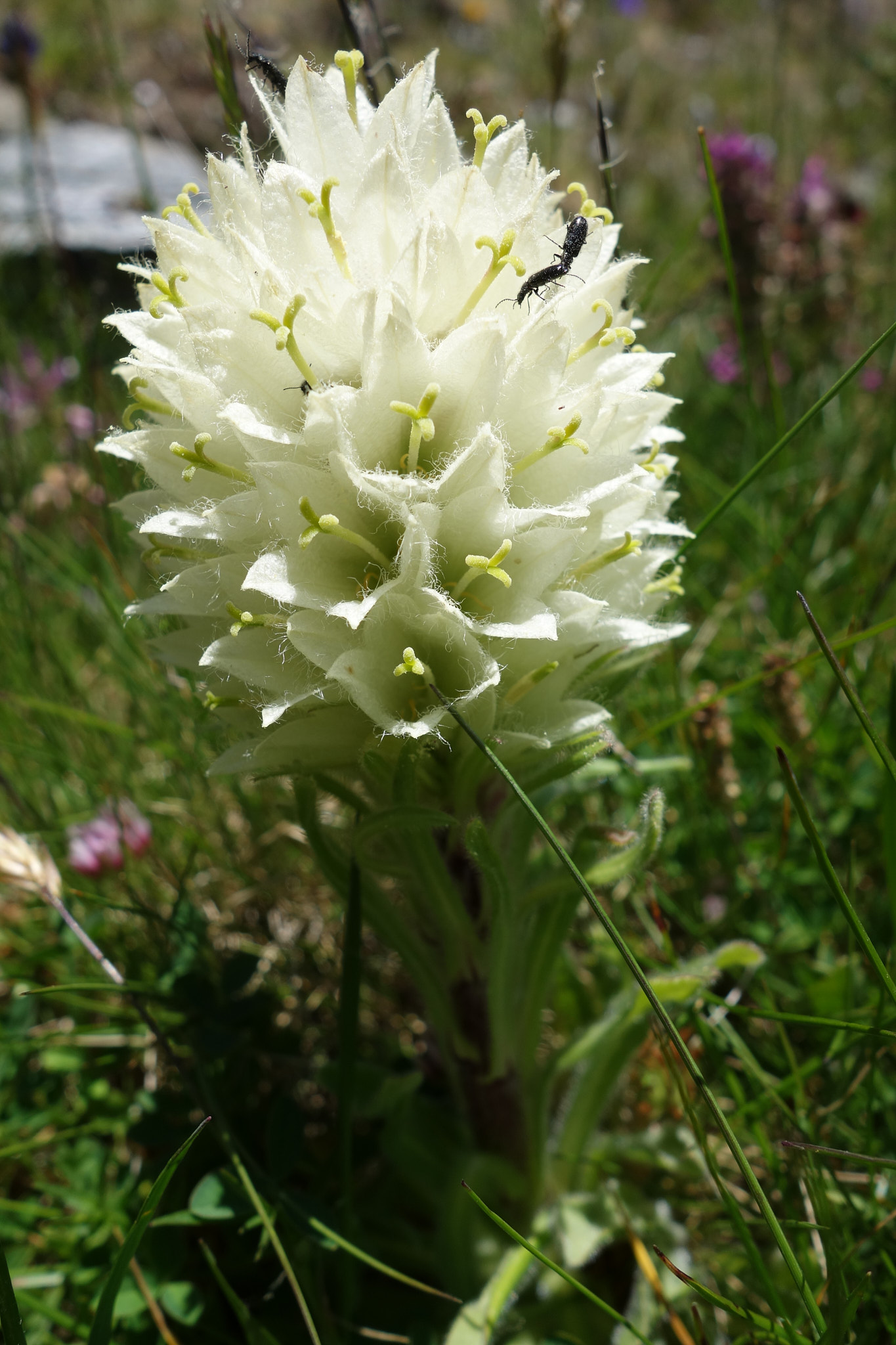 Svavelklocka (<em>Campanula thyrsoides</em>)