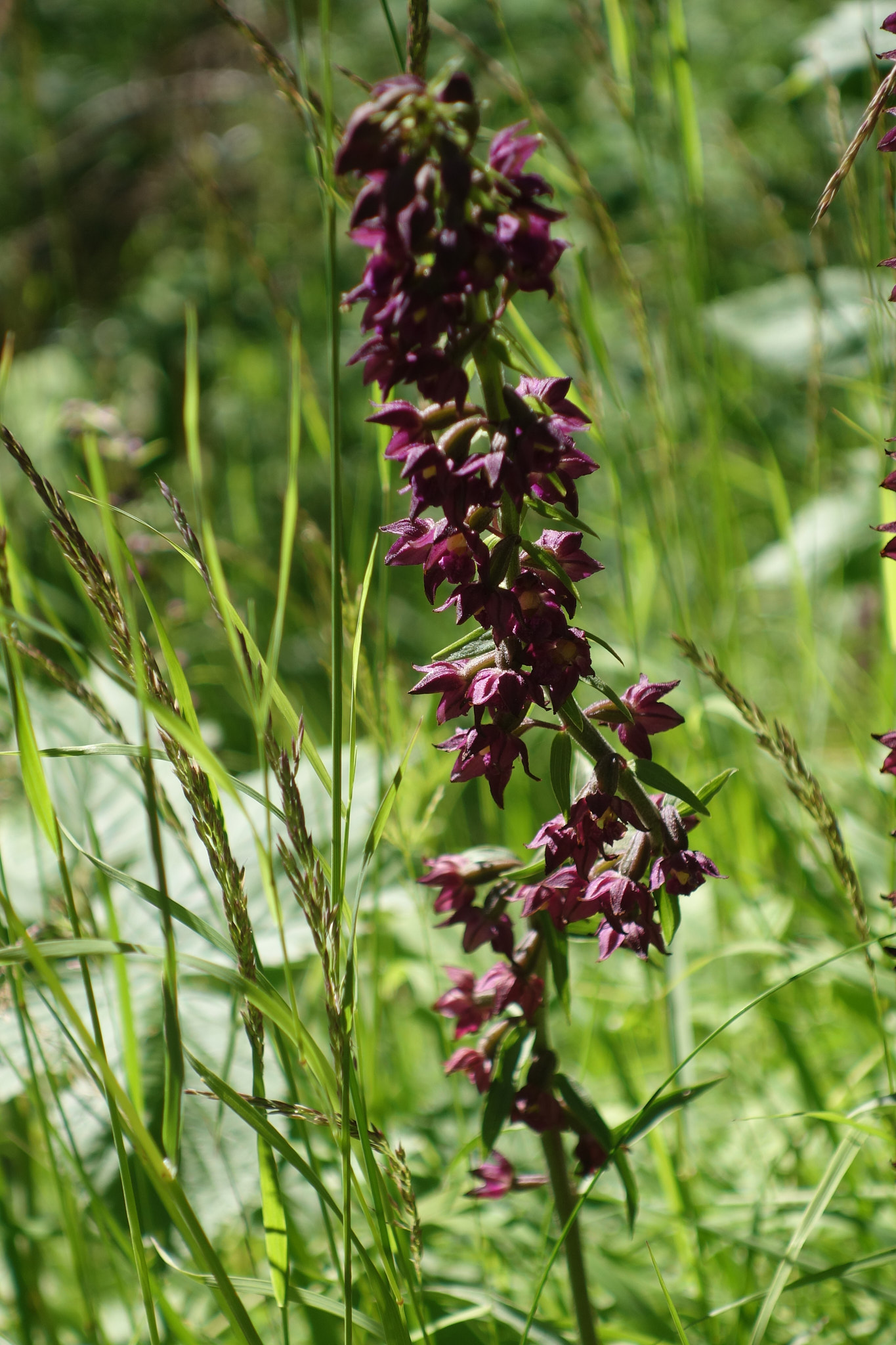 Purpurknipprot (<em>Epipactis atrorubens</em>)