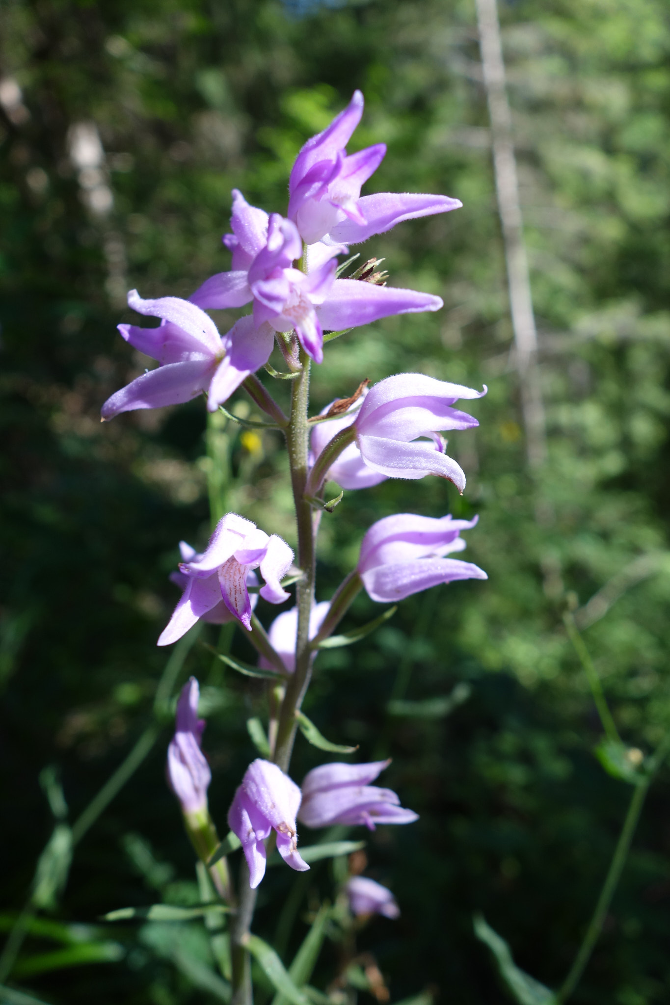 Rödsyssla (<em>Cephalanthera rubra</em>)