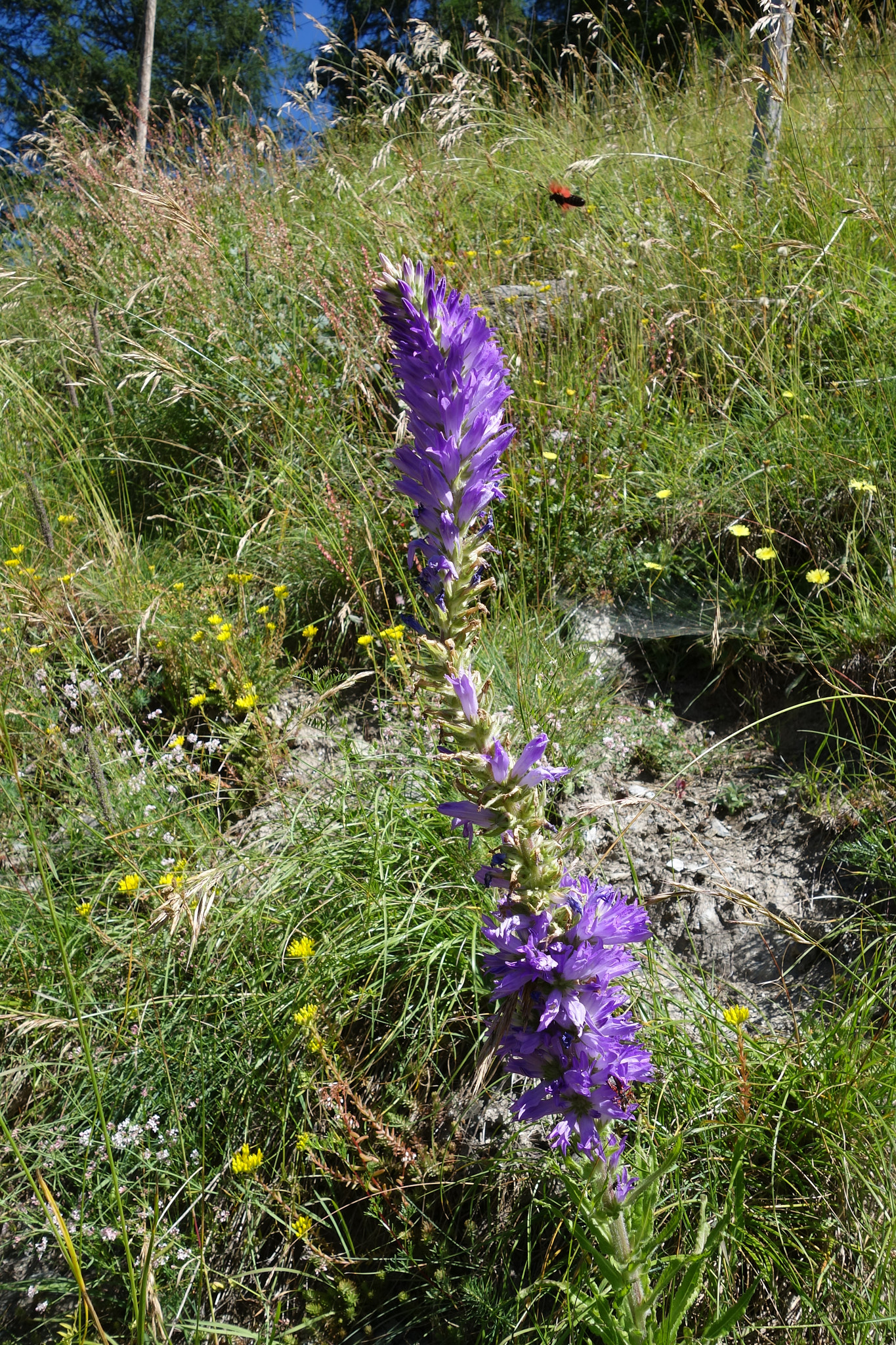 Axklocka (<em>Campanula spicata</em>)