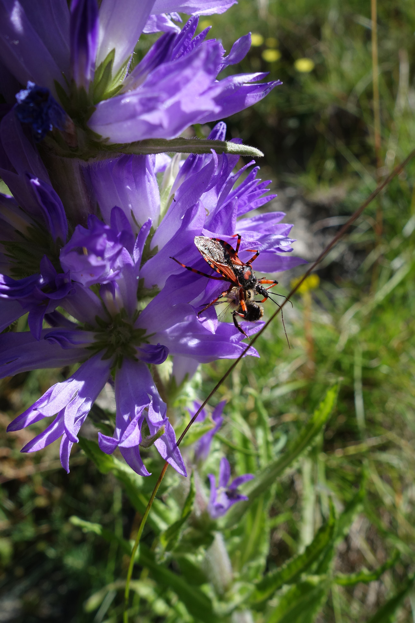 Axklocka (<em>Campanula spicata</em>)