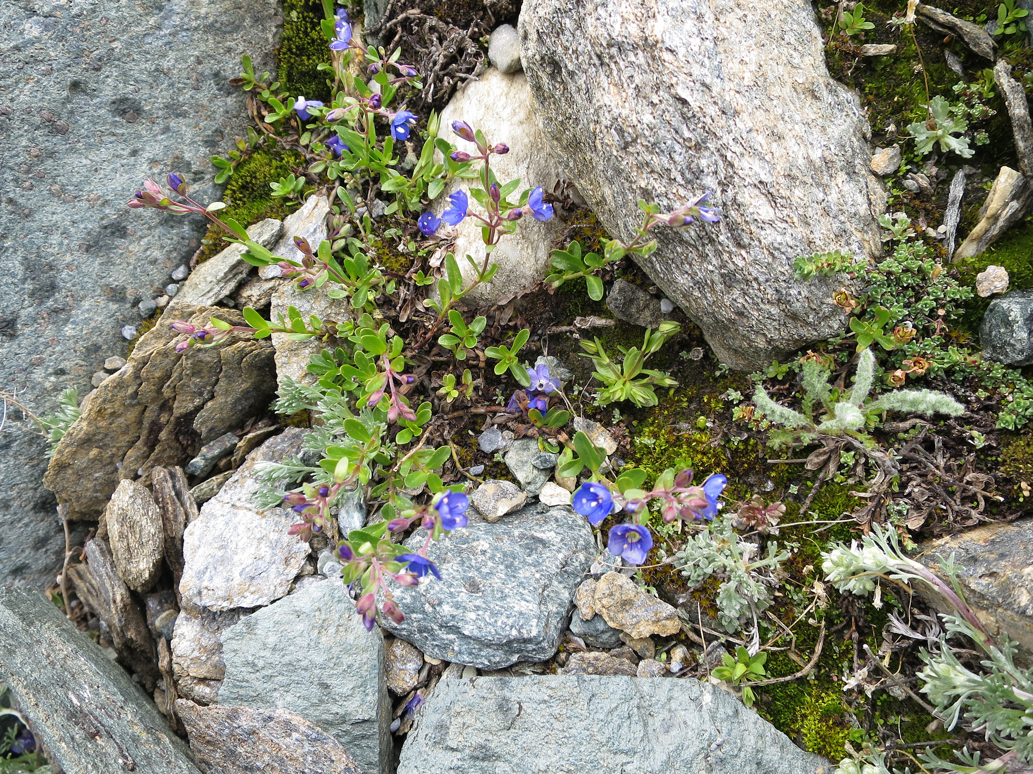 Klippveronika (<em>Veronica fruticans</em>)