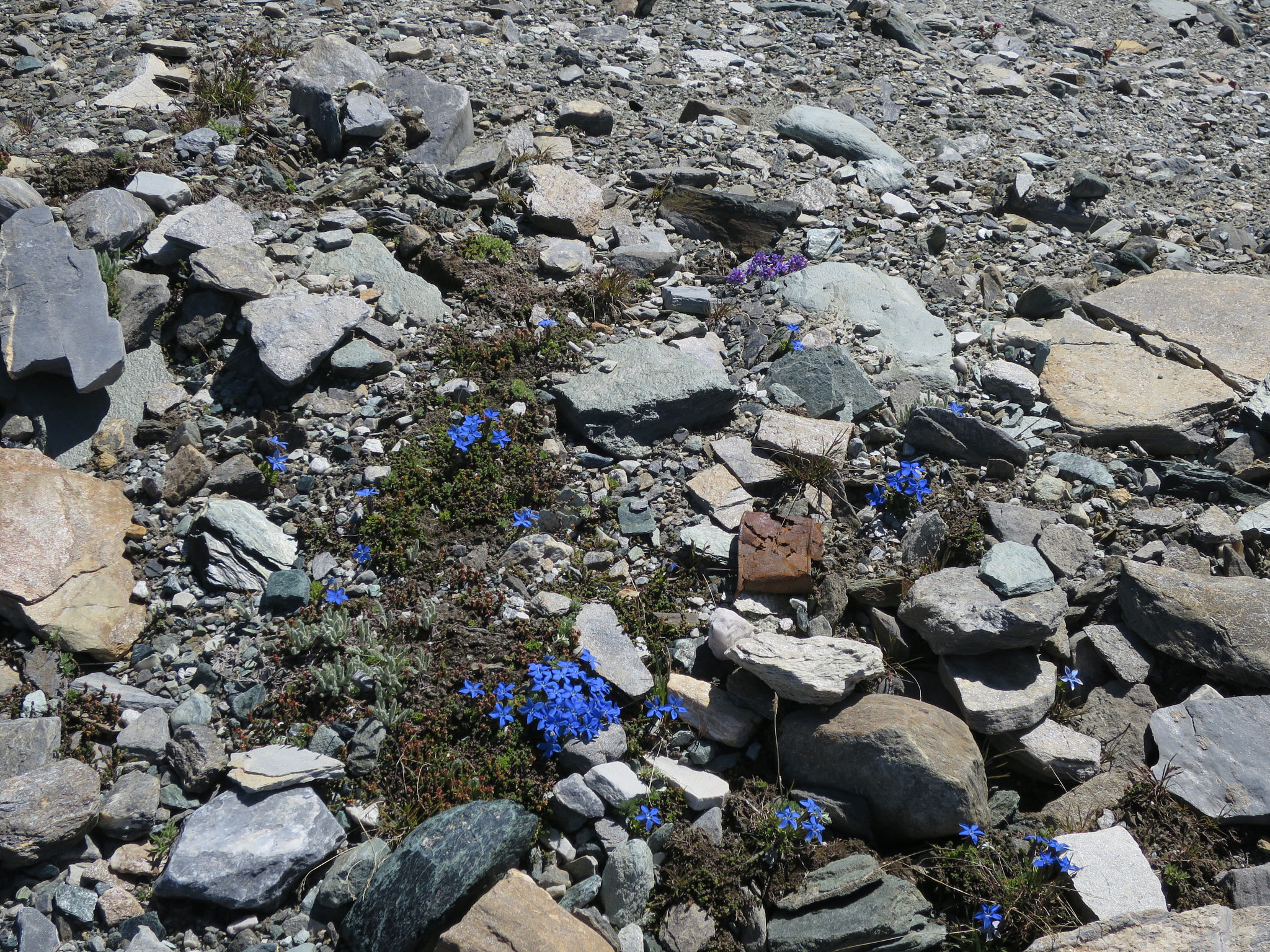 Vinggentiana (<em>Gentiana utriculosa</em>)