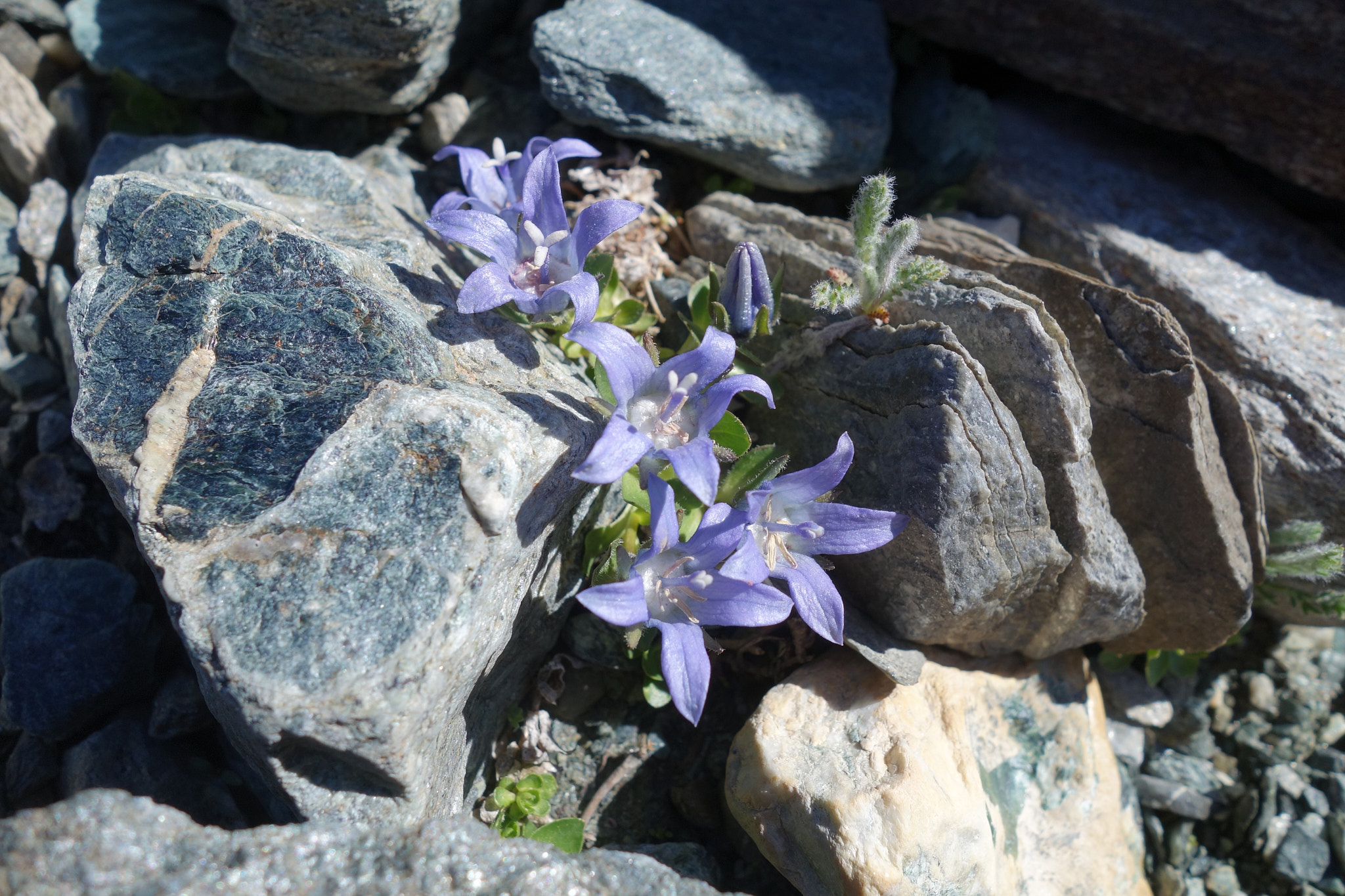 Kuddklocka (<em>Campanula cenisia</em>)