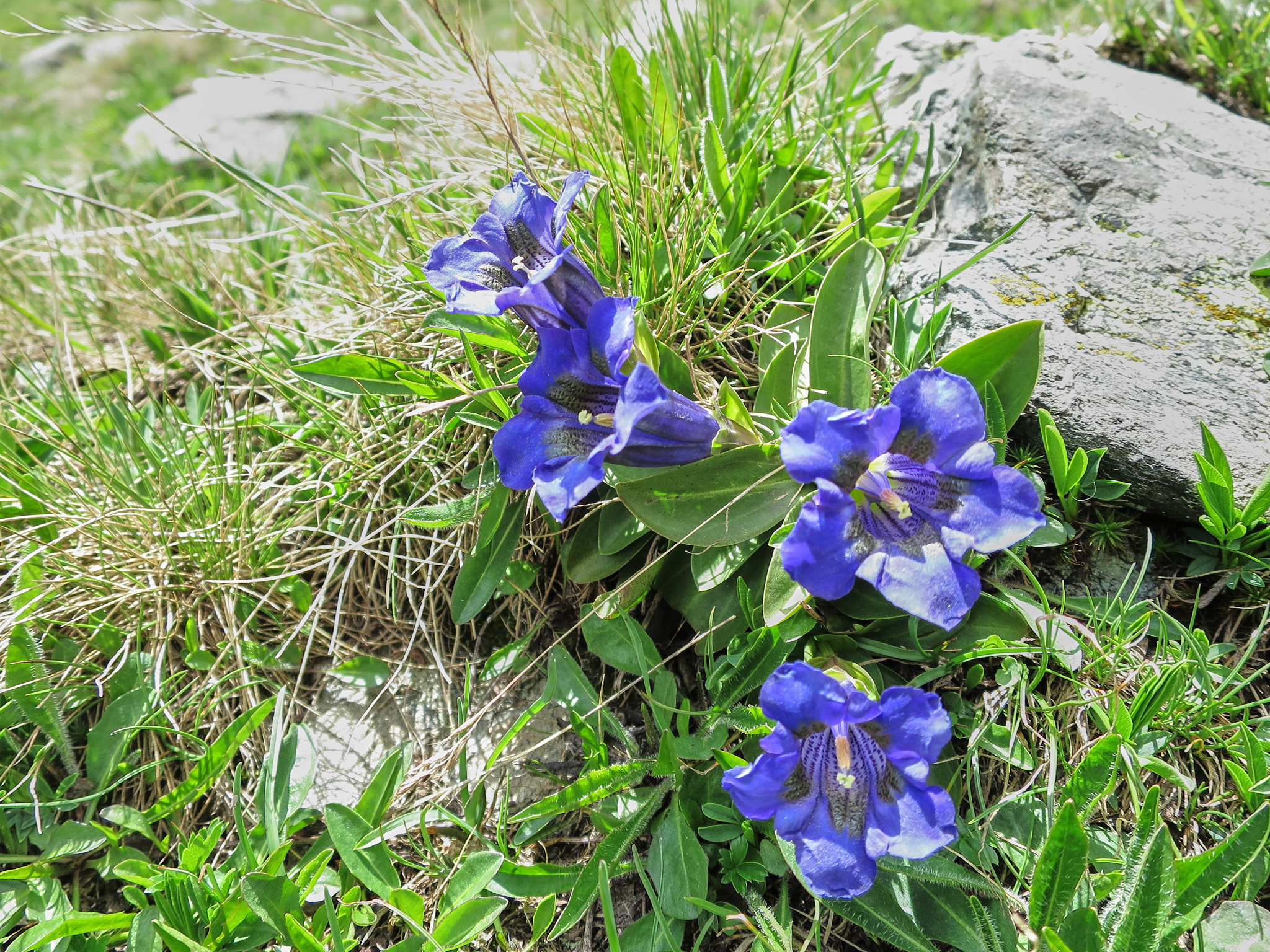 Alpgentiana (<em>Gentiana acaulis</em>)