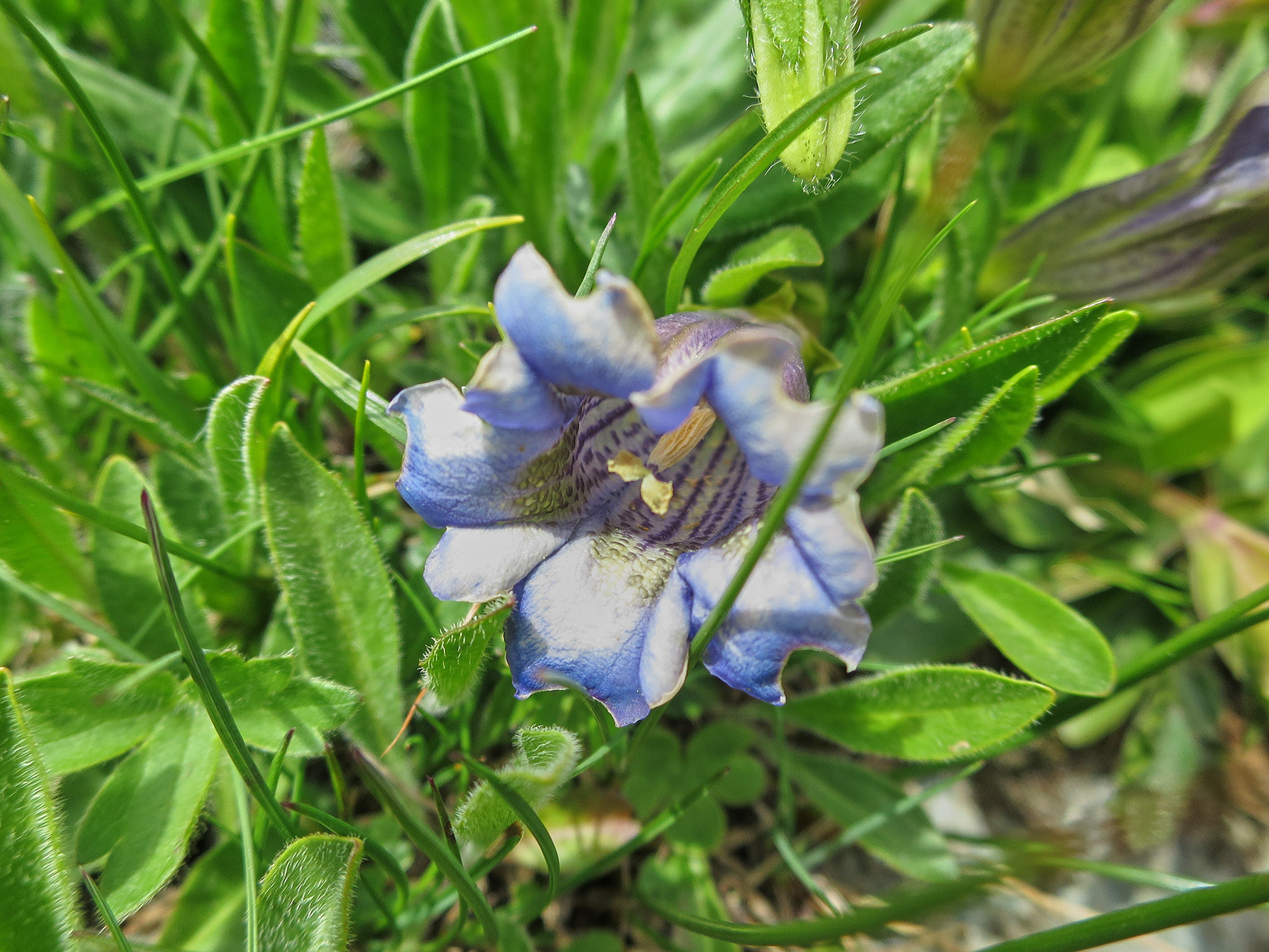 Alpgentiana (<em>Gentiana acaulis</em>)