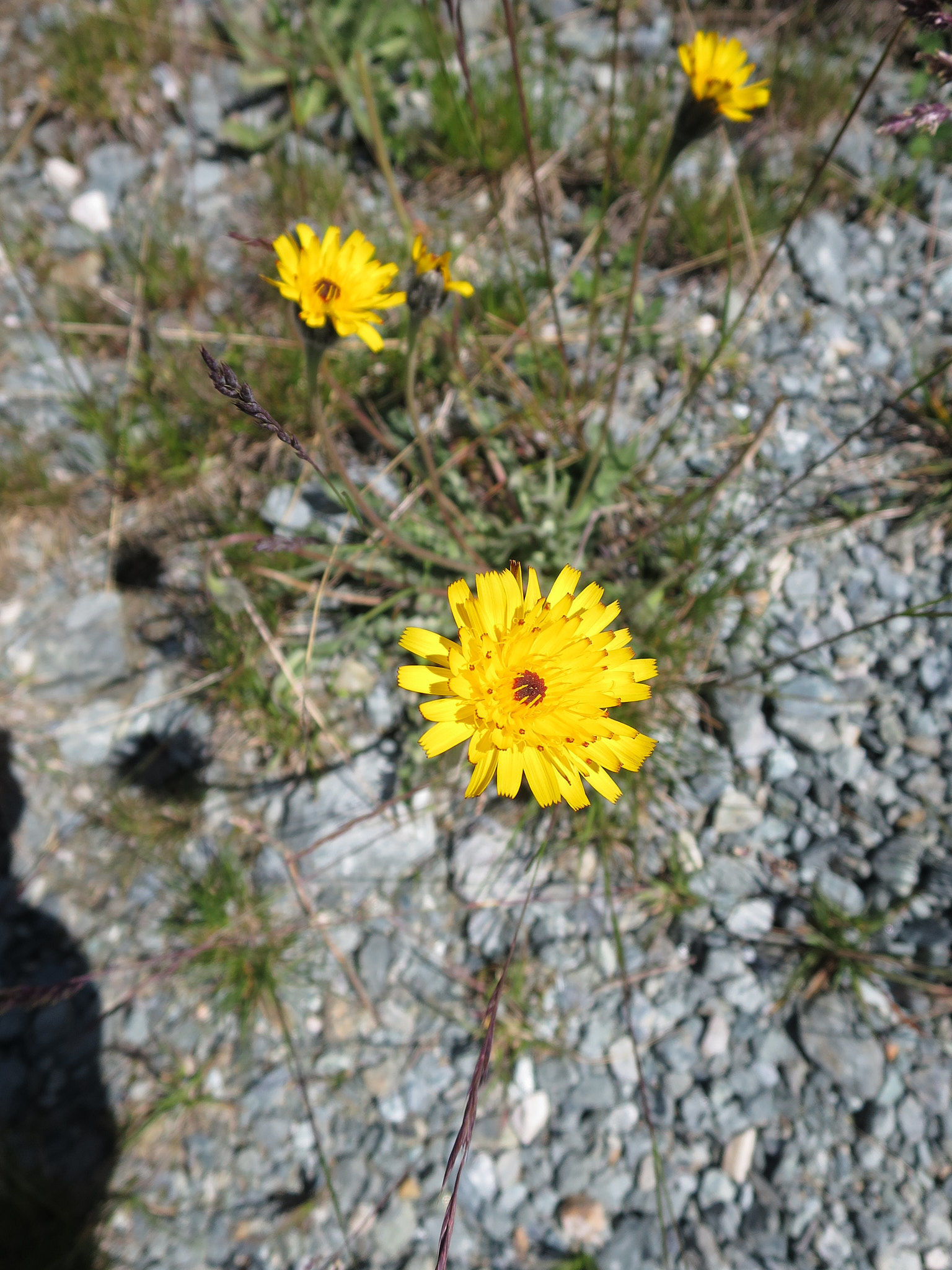 Smal skäggfibbla (<em>Tolpis staticifolia</em>)