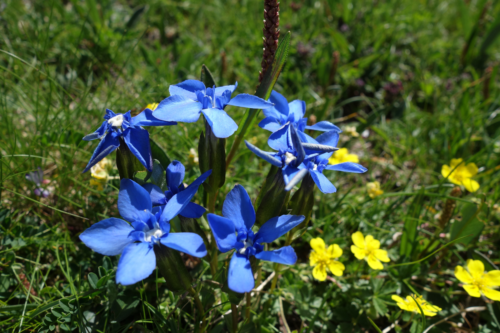 Fjällgentiana (<em>Gentiana nivalis</em>)