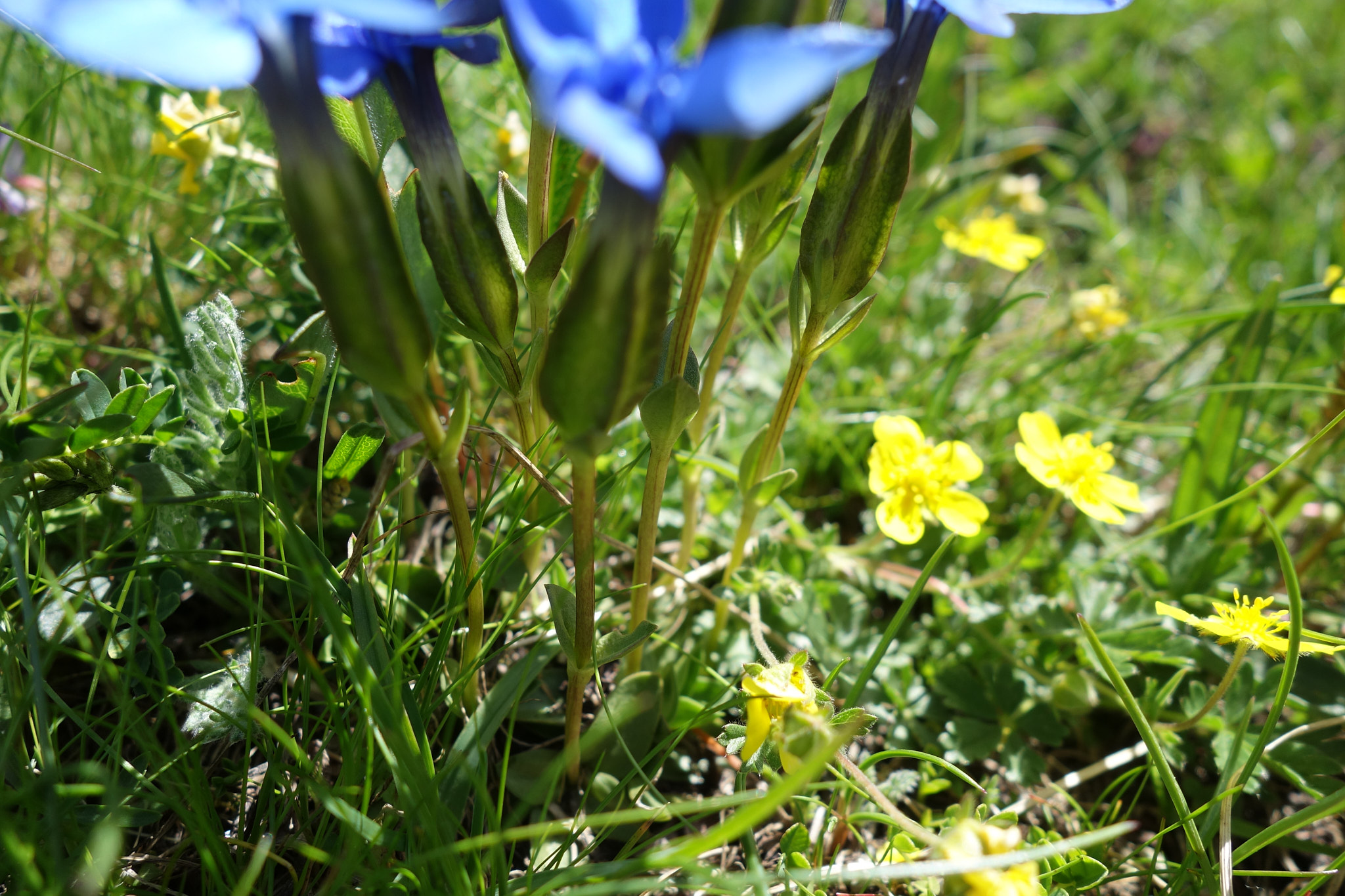 Fjällgentiana (<em>Gentiana nivalis</em>)