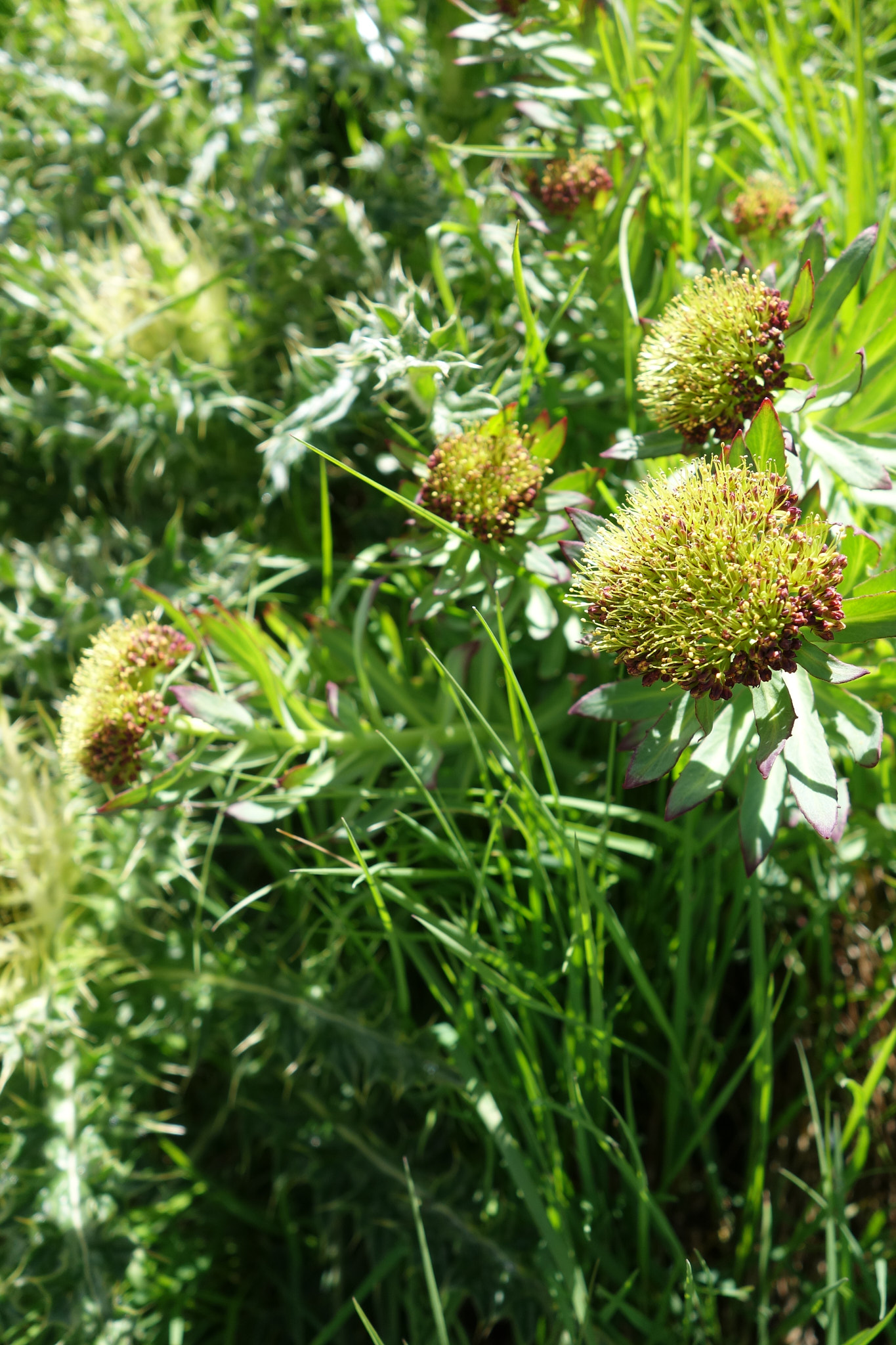 Rosenrot (<em>Rhodiola rosea</em>)