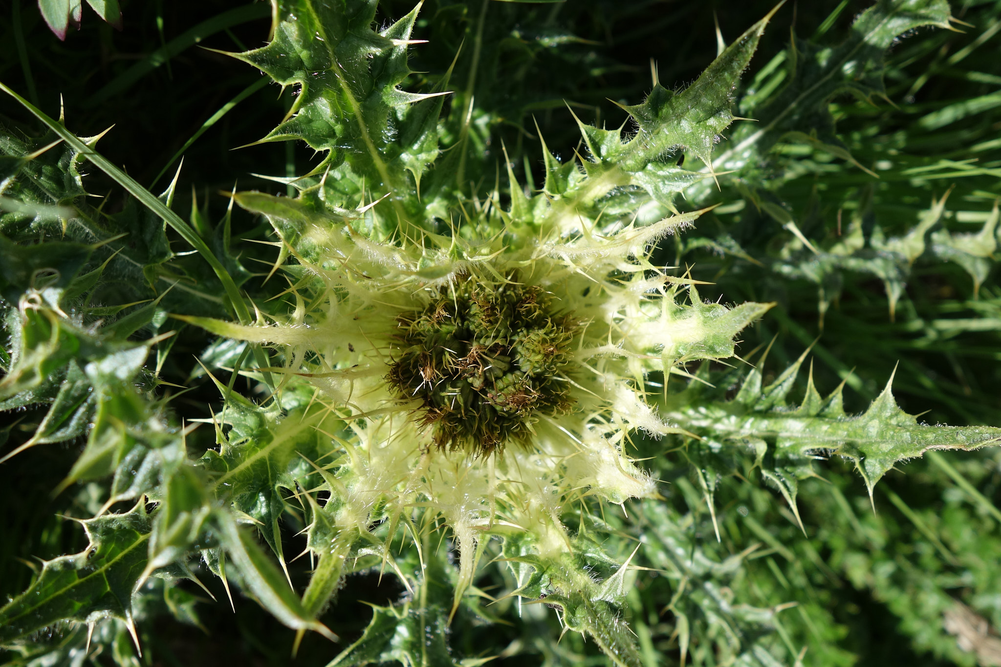 Alptistel (<em>Cirsium spinosissimum</em>)