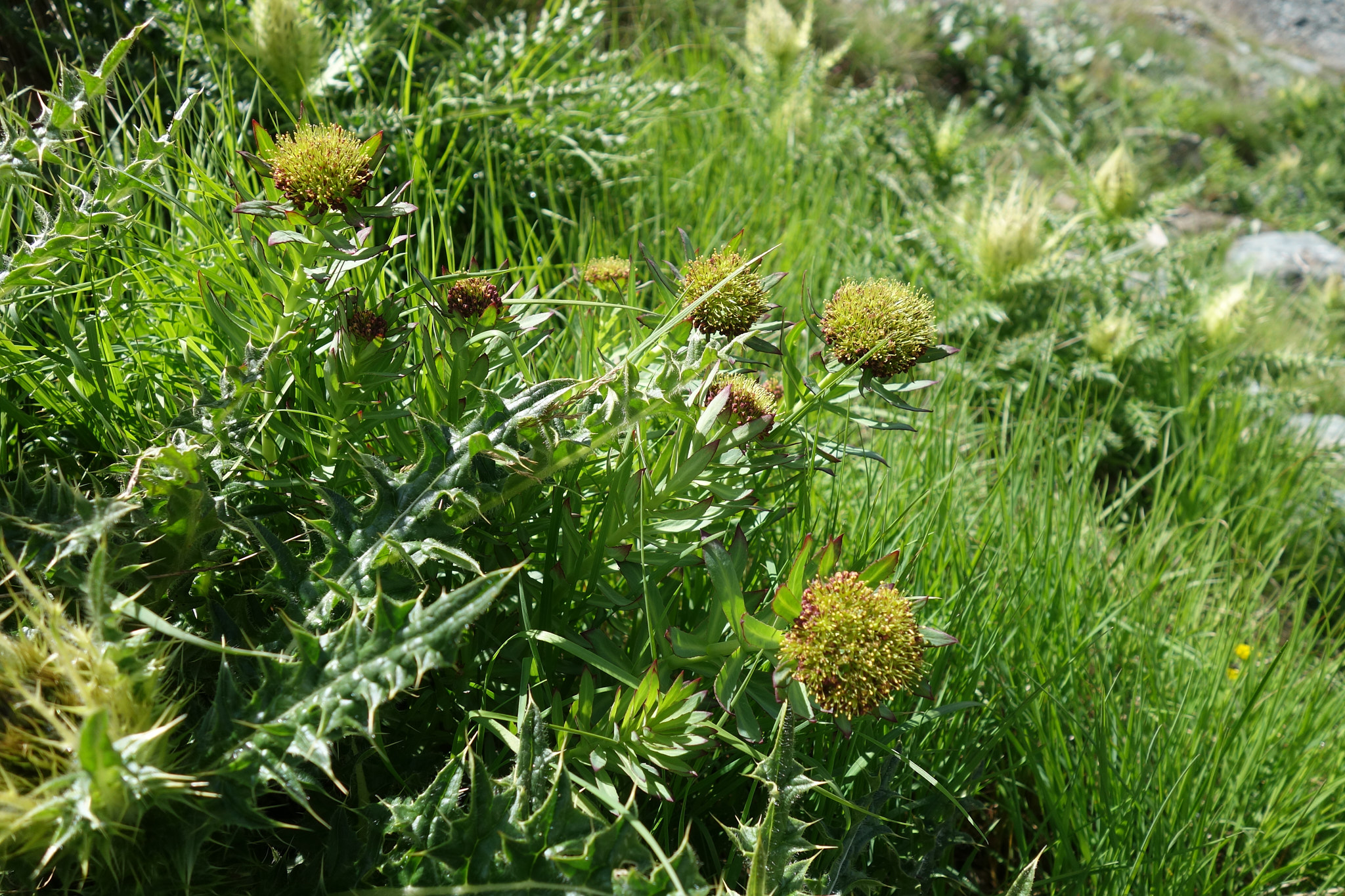 Rosenrot (<em>Rhodiola rosea</em>)