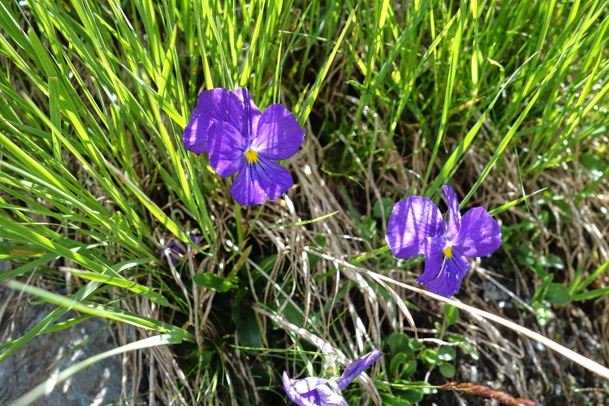 Sporrviol (<em>Viola calcarata</em>)