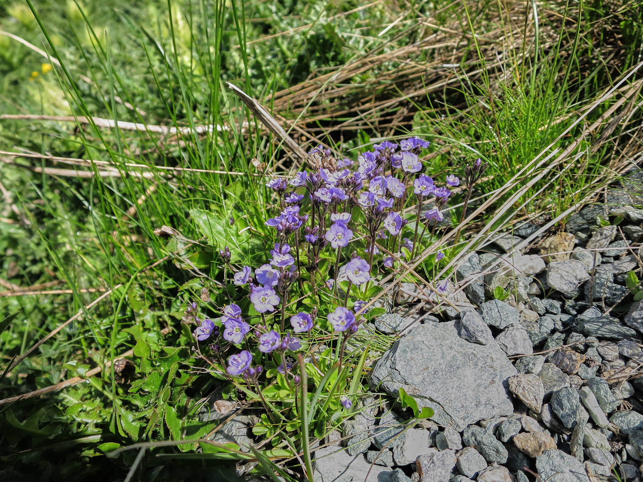 Stängelveronika (<em>Veronica aphylla</em>)