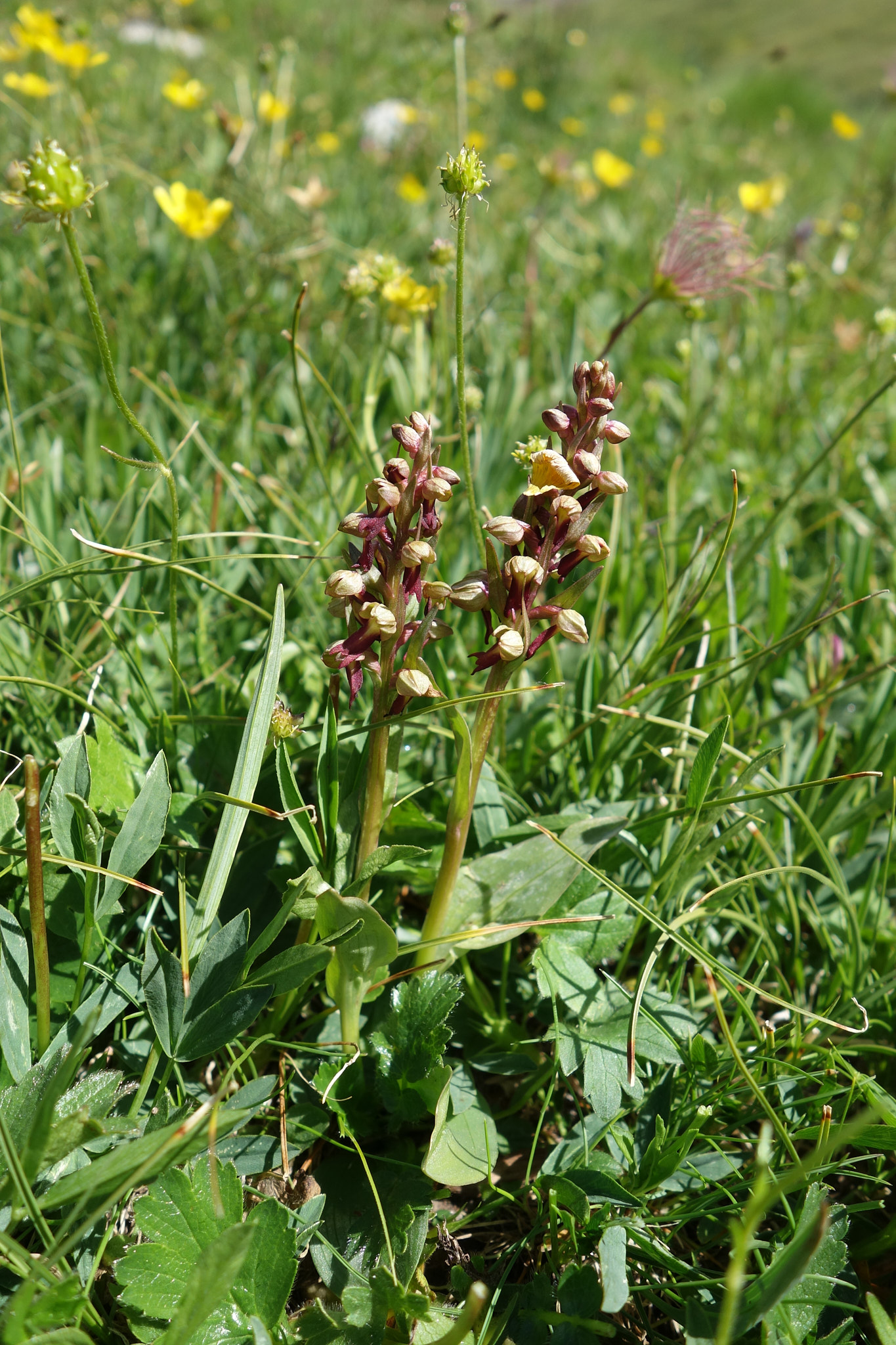 Grönkulla (<em>Dactylorhiza viridis</em>)