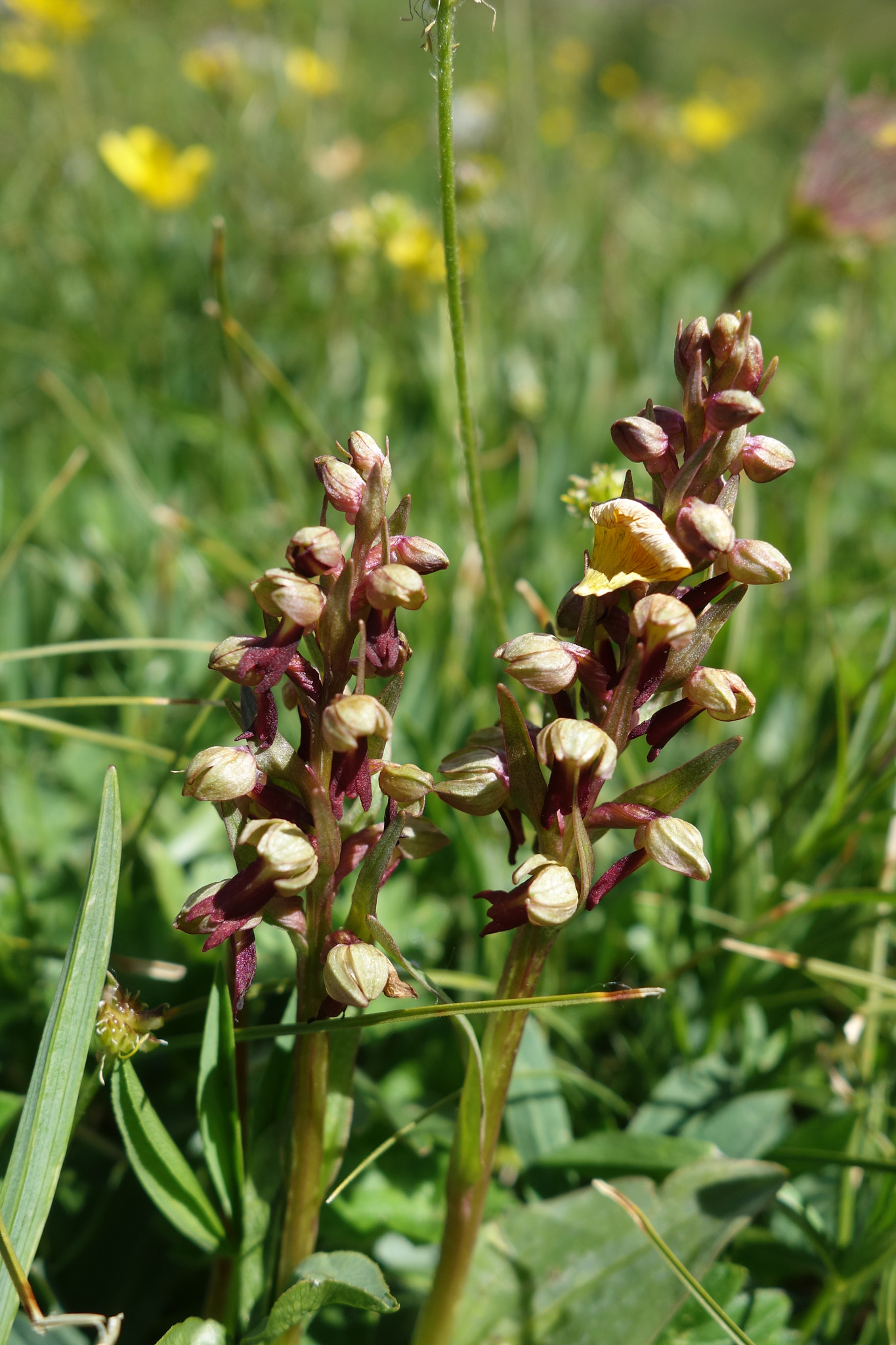 Grönkulla (<em>Dactylorhiza viridis</em>)