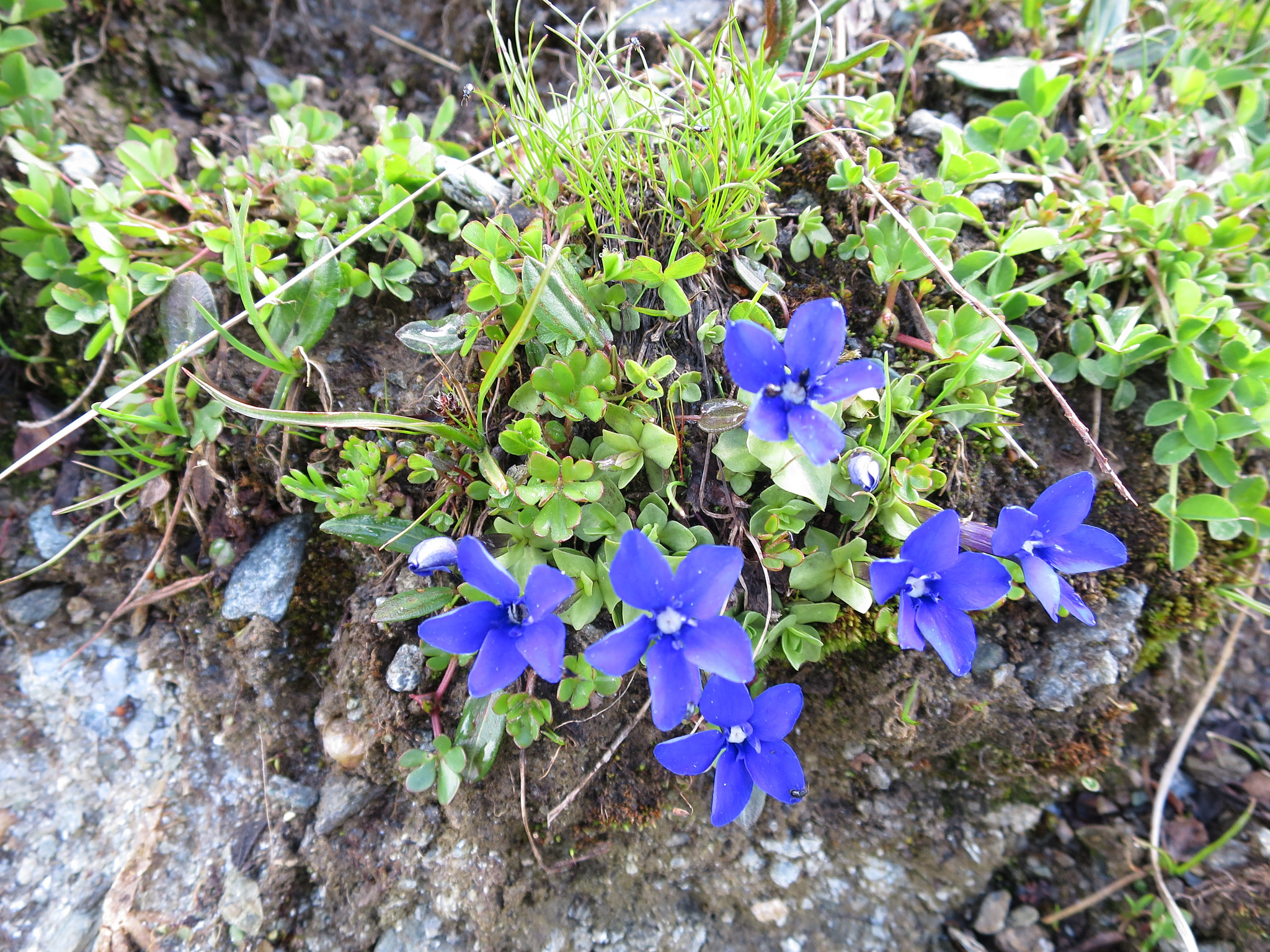 Vårgentiana (<em>Gentiana verna</em>)