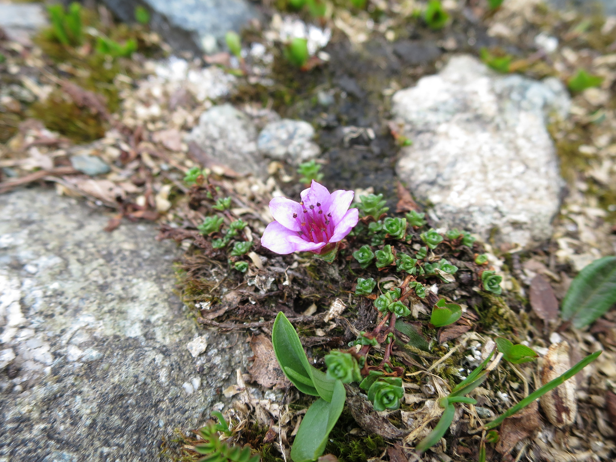 Purpurbräcka (<em>Saxifraga oppositifolia</em>)