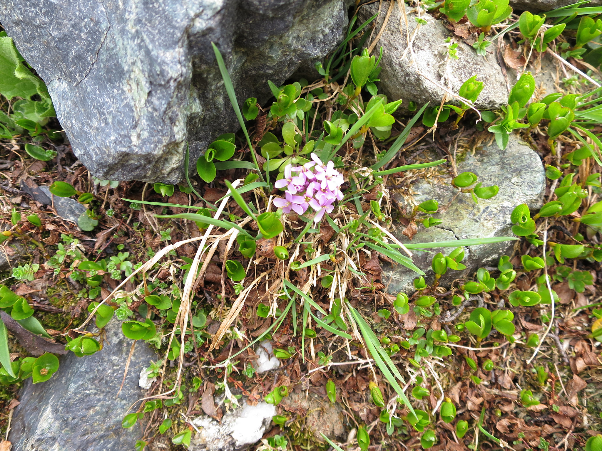 Alpskärvfrö (<em>Noccaea rotundifolia</em>)