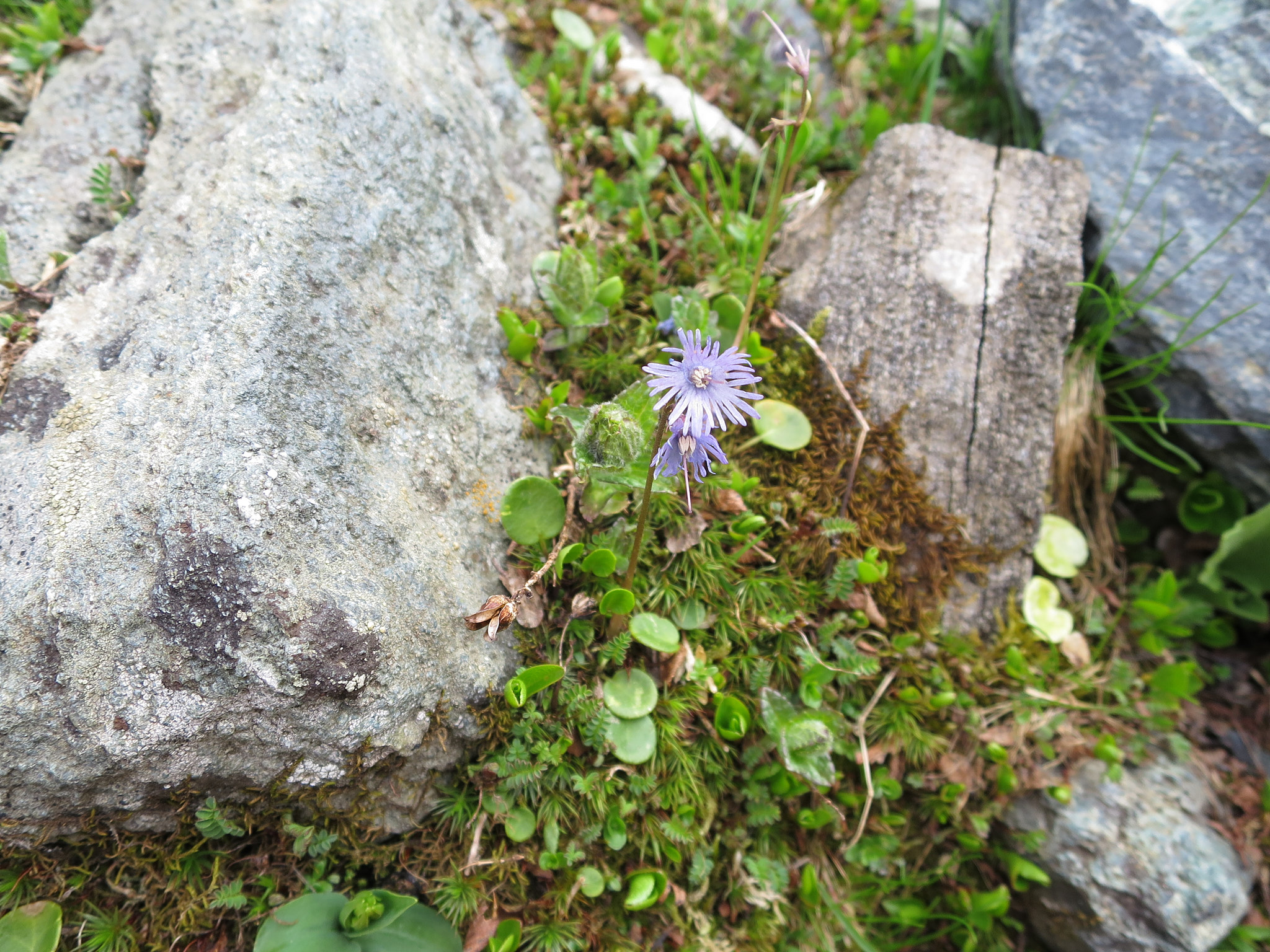 Alpklocka (<em>Soldanella alpina</em>)