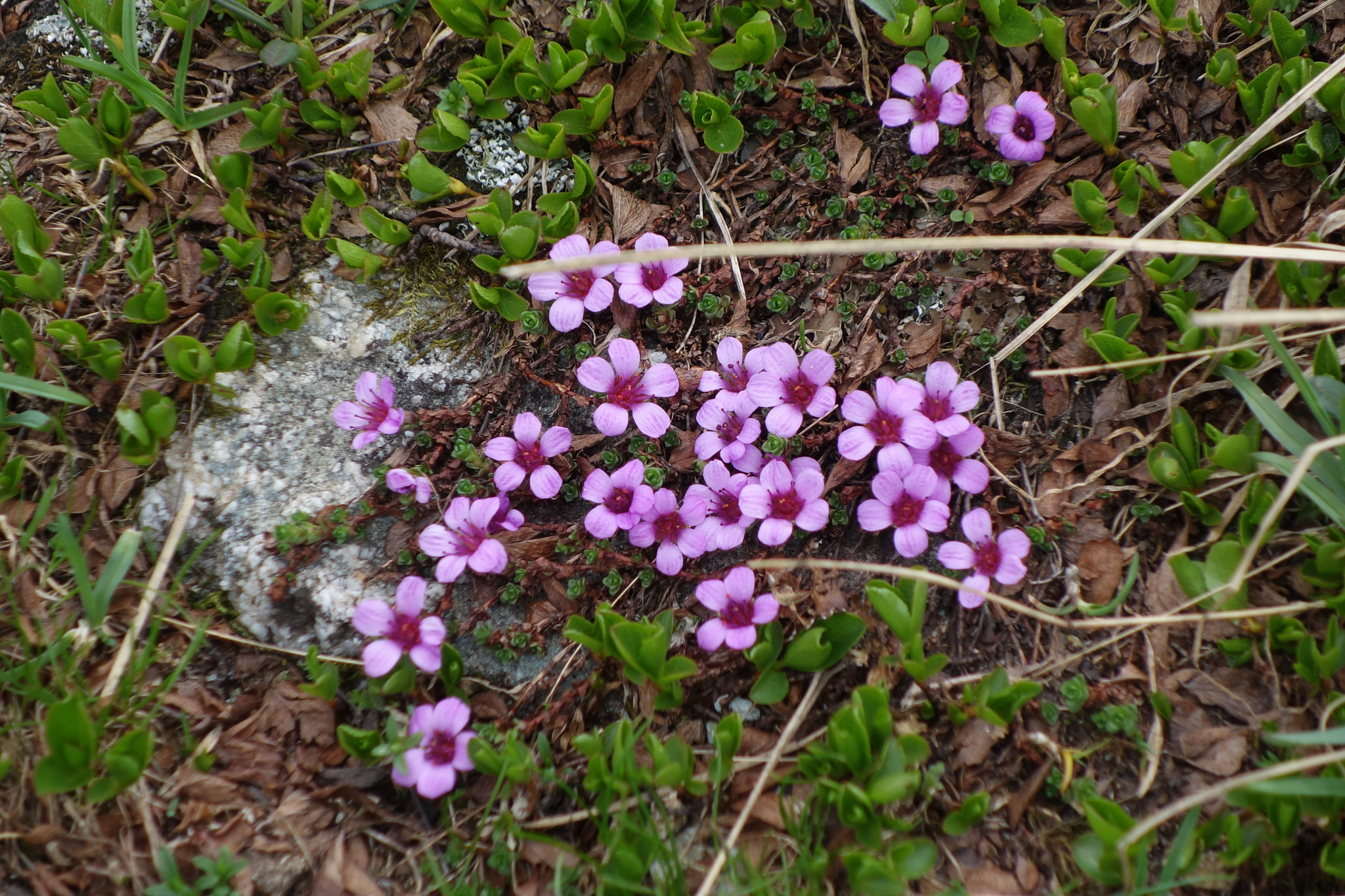 Purpurbräcka (<em>Saxifraga oppositifolia</em>)