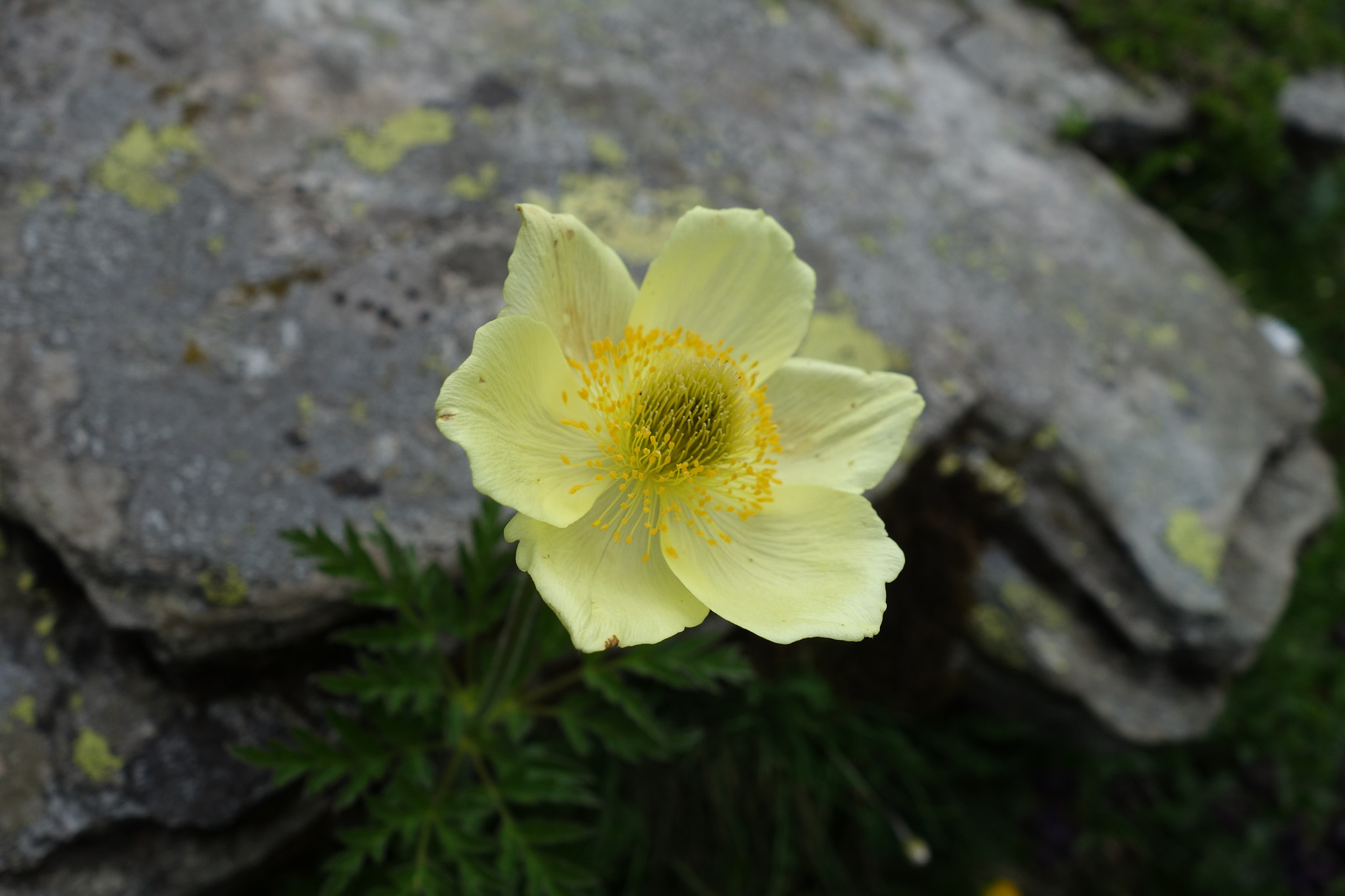 Gul alpsippa (<em>Pulsatilla alpina ssp. apiifolia</em>)