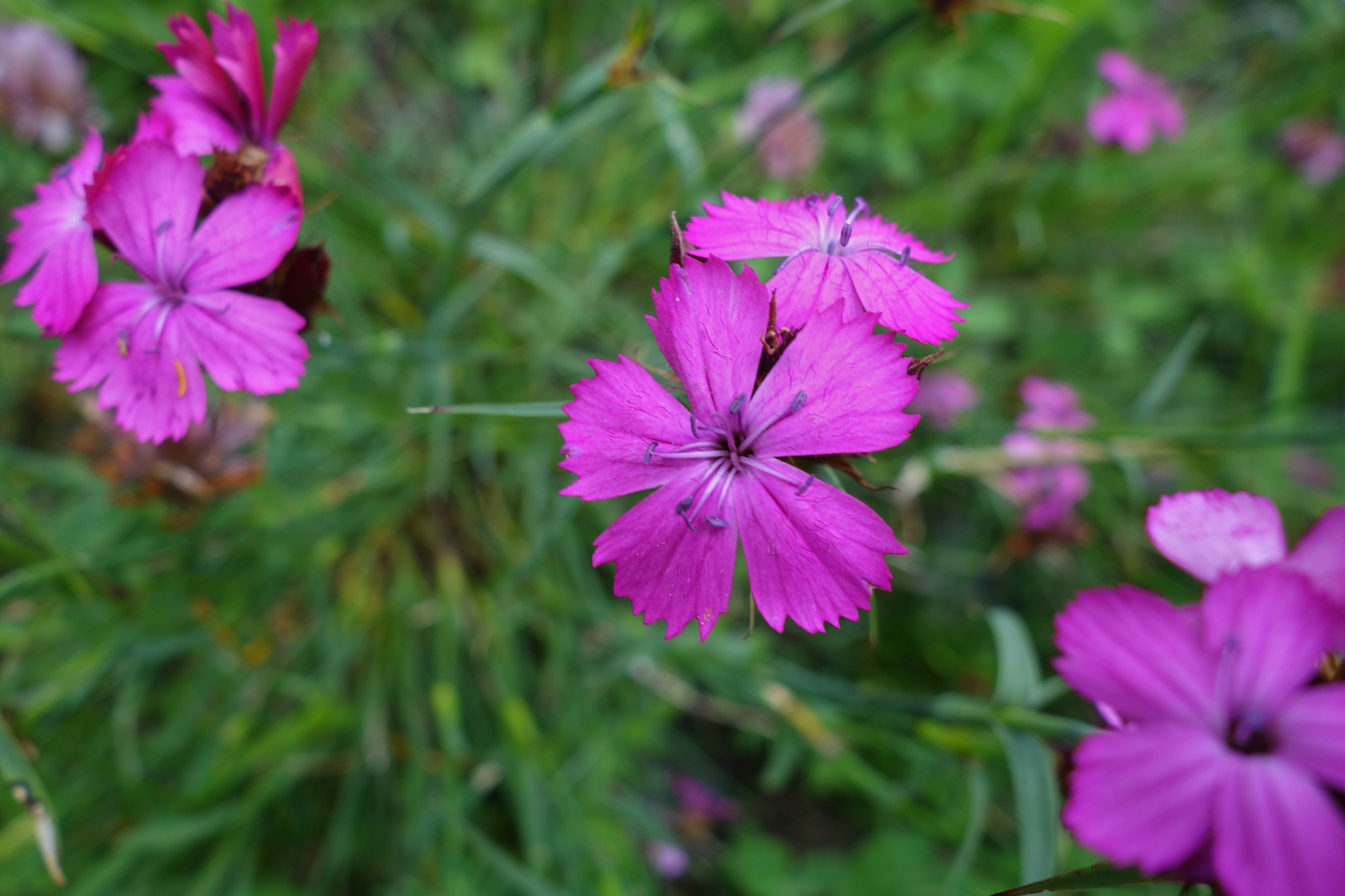 Stennejlika (<em>Dianthus sylvestris</em>)