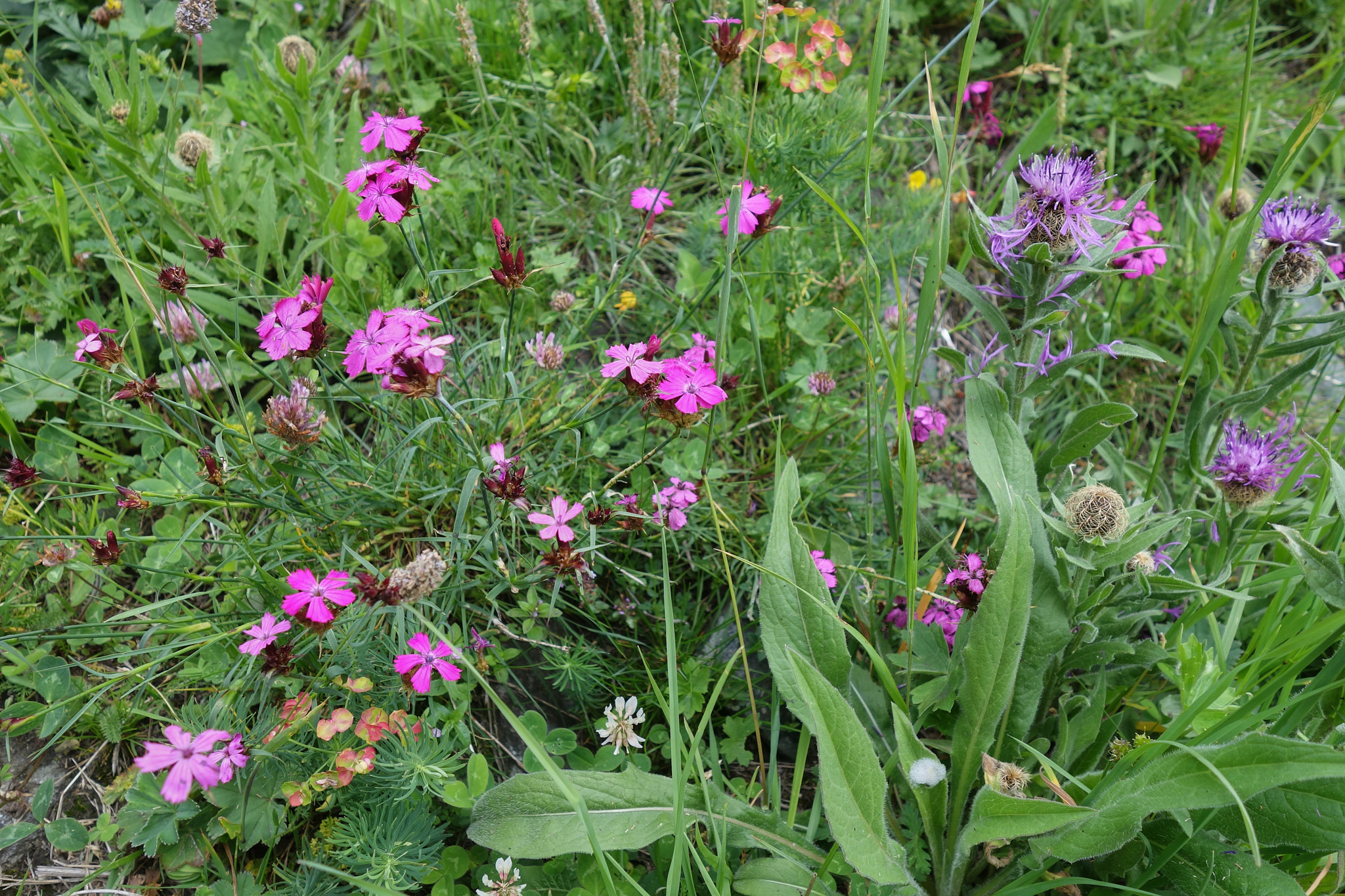 Stennejlika (<em>Dianthus sylvestris</em>)