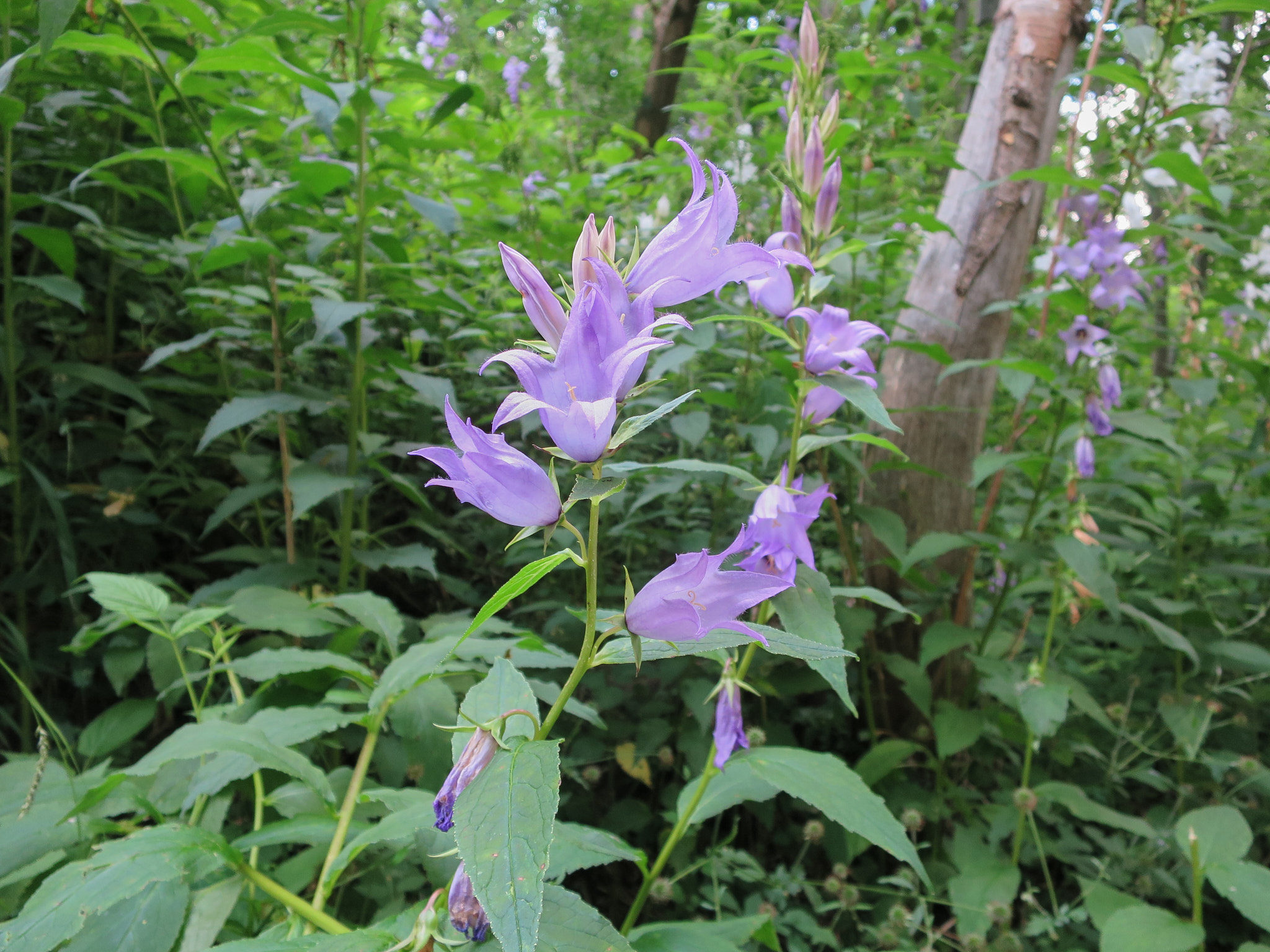 Hässleklocka, blå (<em>Campanula latifolia</em>)