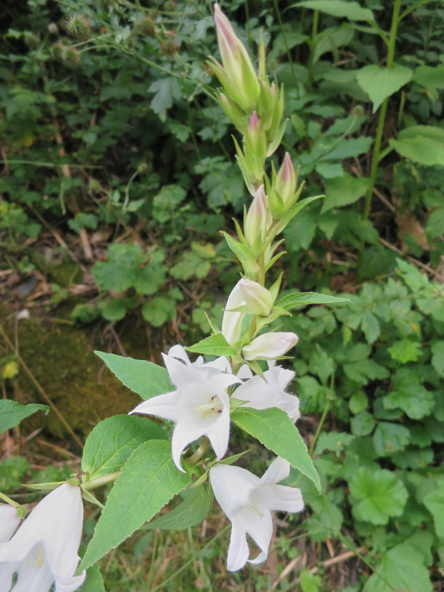 Hässleklocka, vit (<em>Campanula latifolia alba</em>)