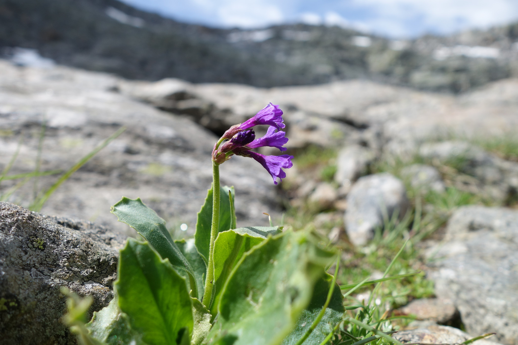 Dvärgaurikel (<em>Primula marginata</em>)