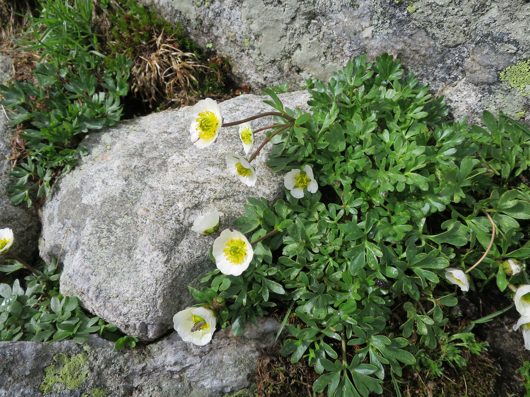 Isranunkel (<em>Ranunculus glacialis</em>)