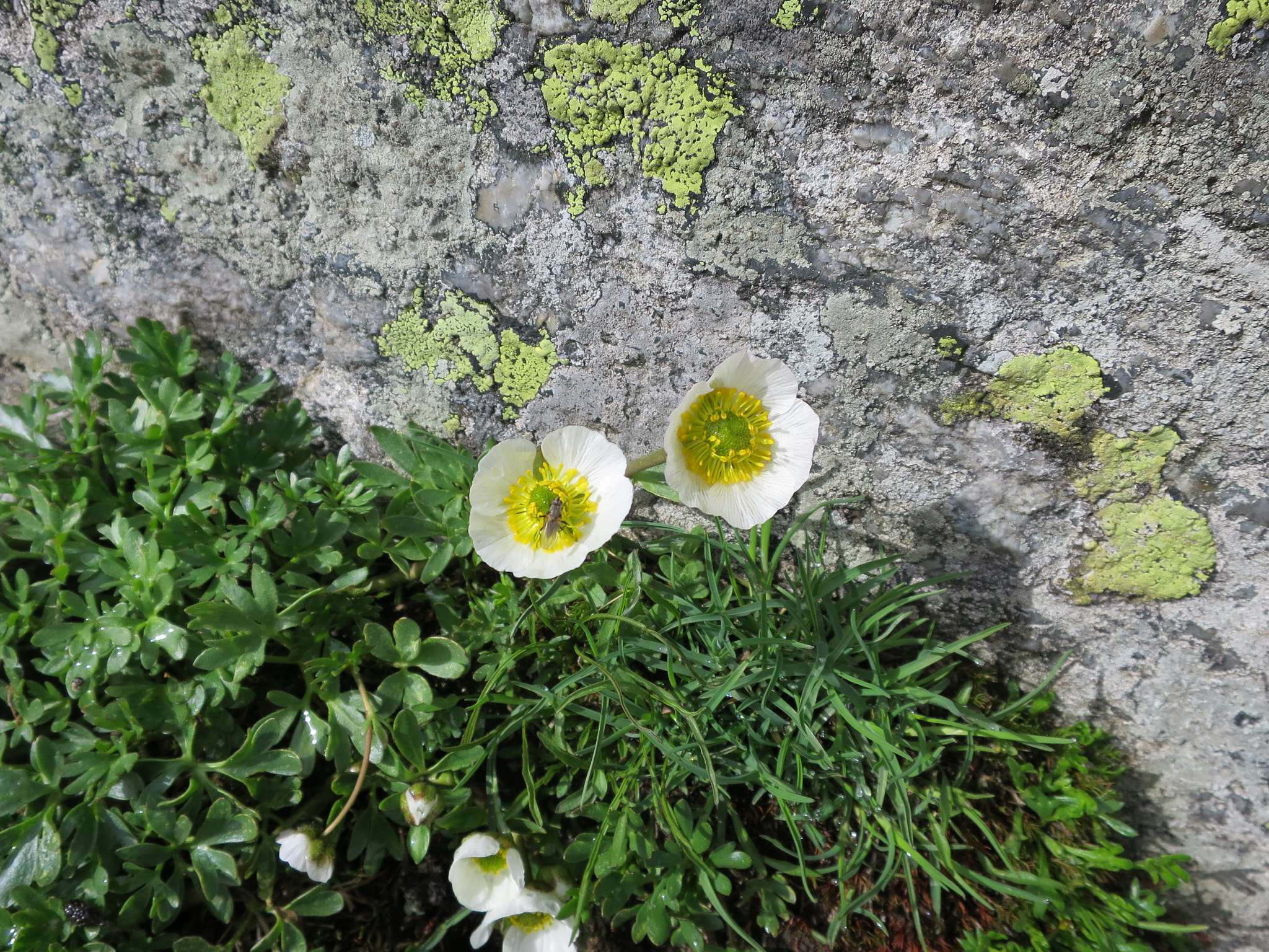 Isranunkel (<em>Ranunculus glacialis</em>)