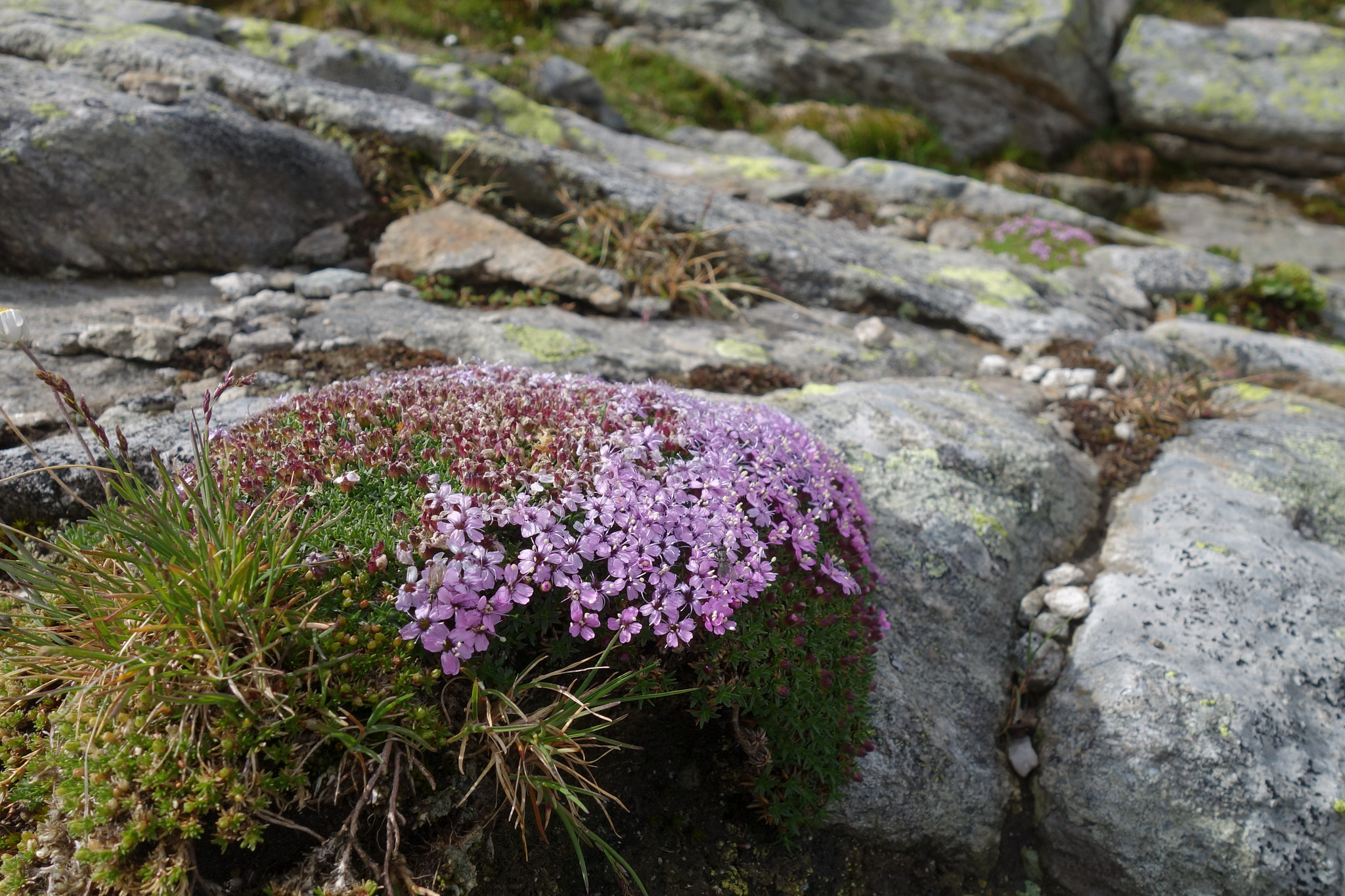 Fjällglim (<em>Silene acaulis</em>)