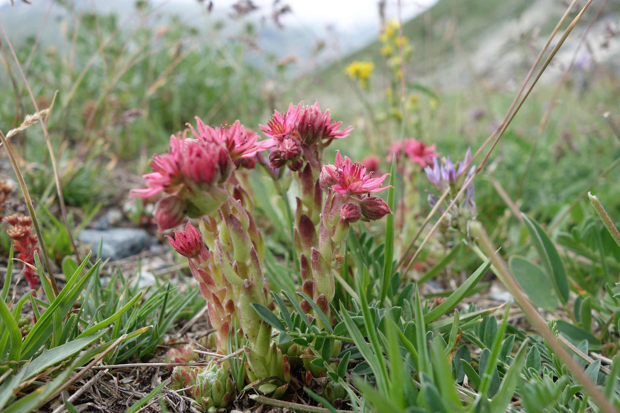 Spindelvävstaklök (<em>Sempervivum arachnoideum</em>)