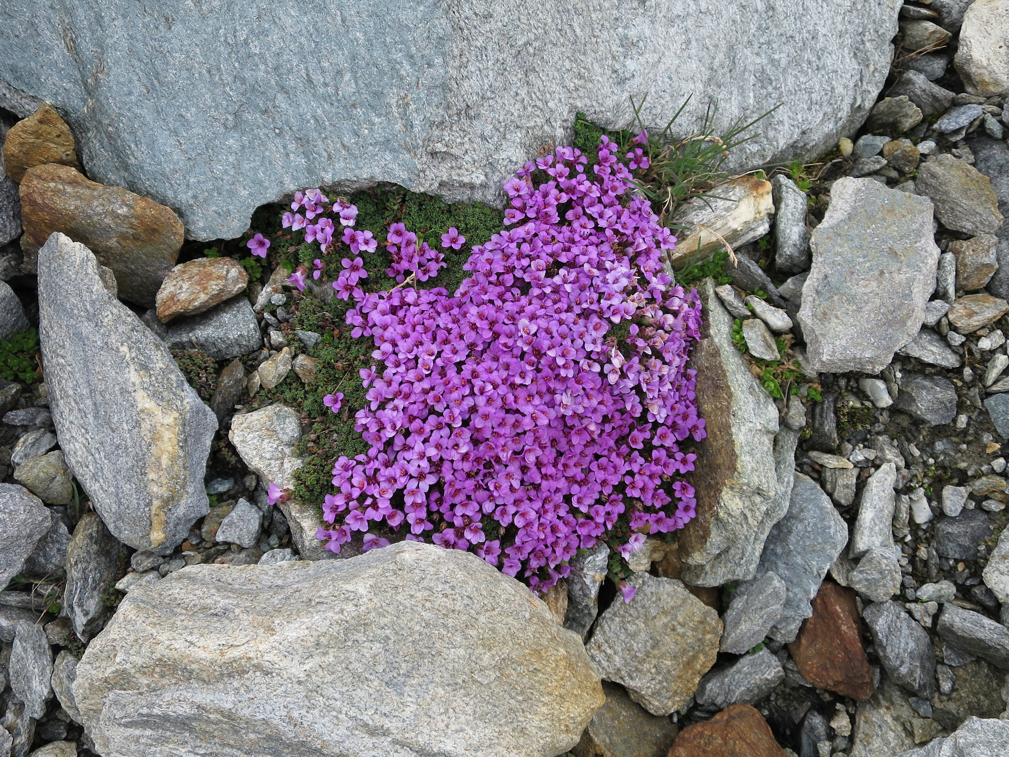 Purpurbräcka (<em>Saxifraga oppositifolia</em>)