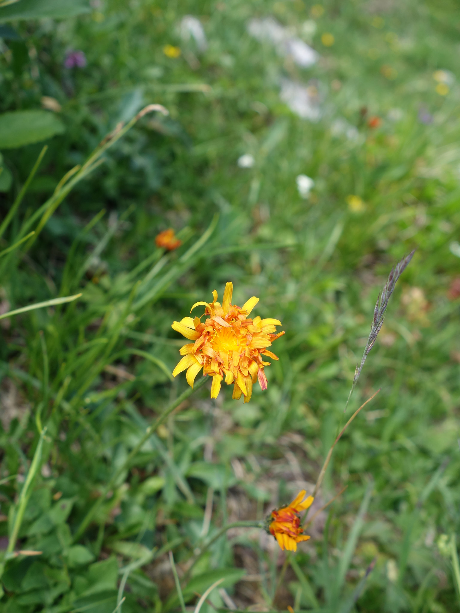 Gullfibbla (<em>Crepis aurea</em>)