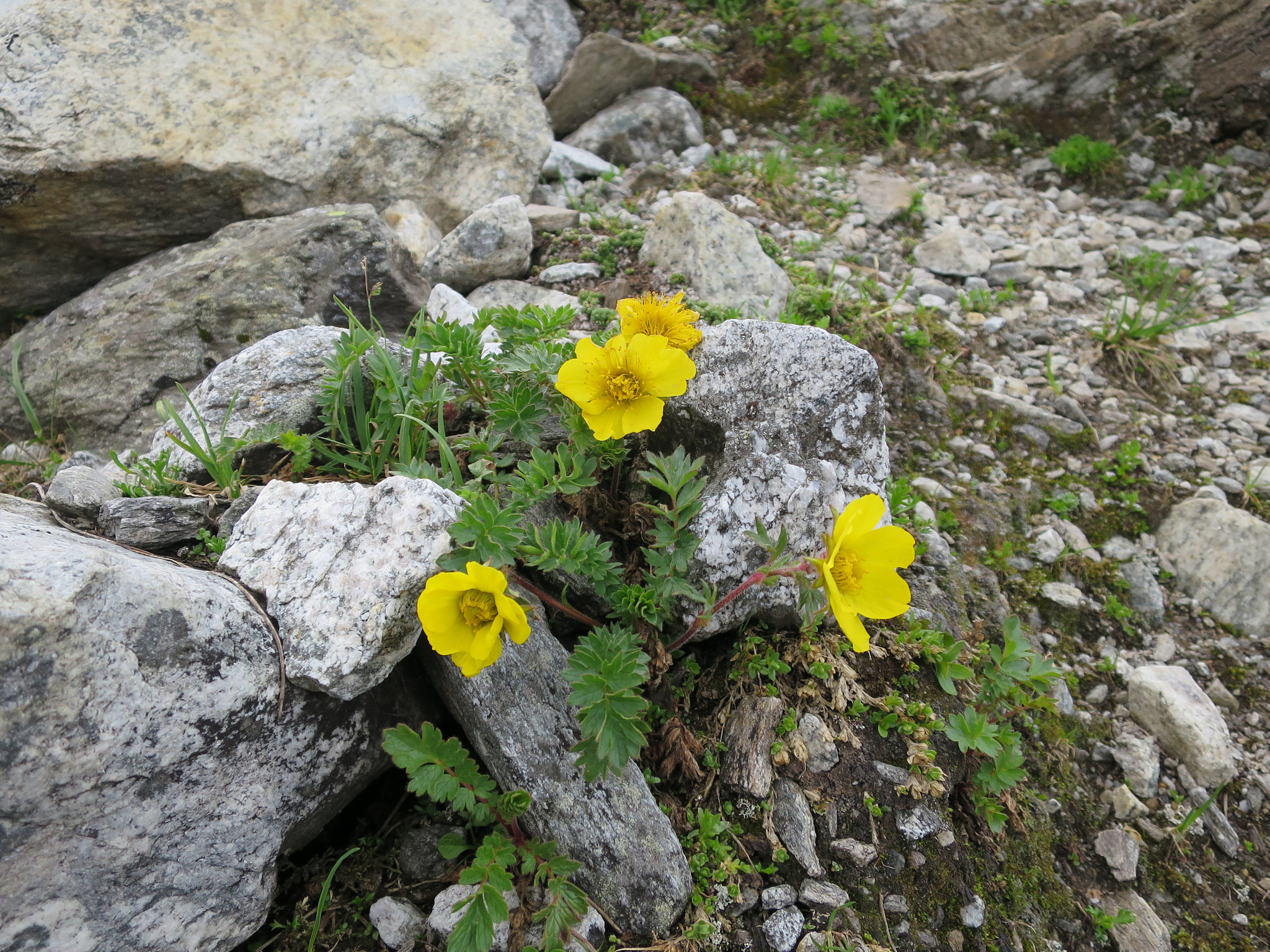 Revnejlikrot (<em>Geum reptans</em>)