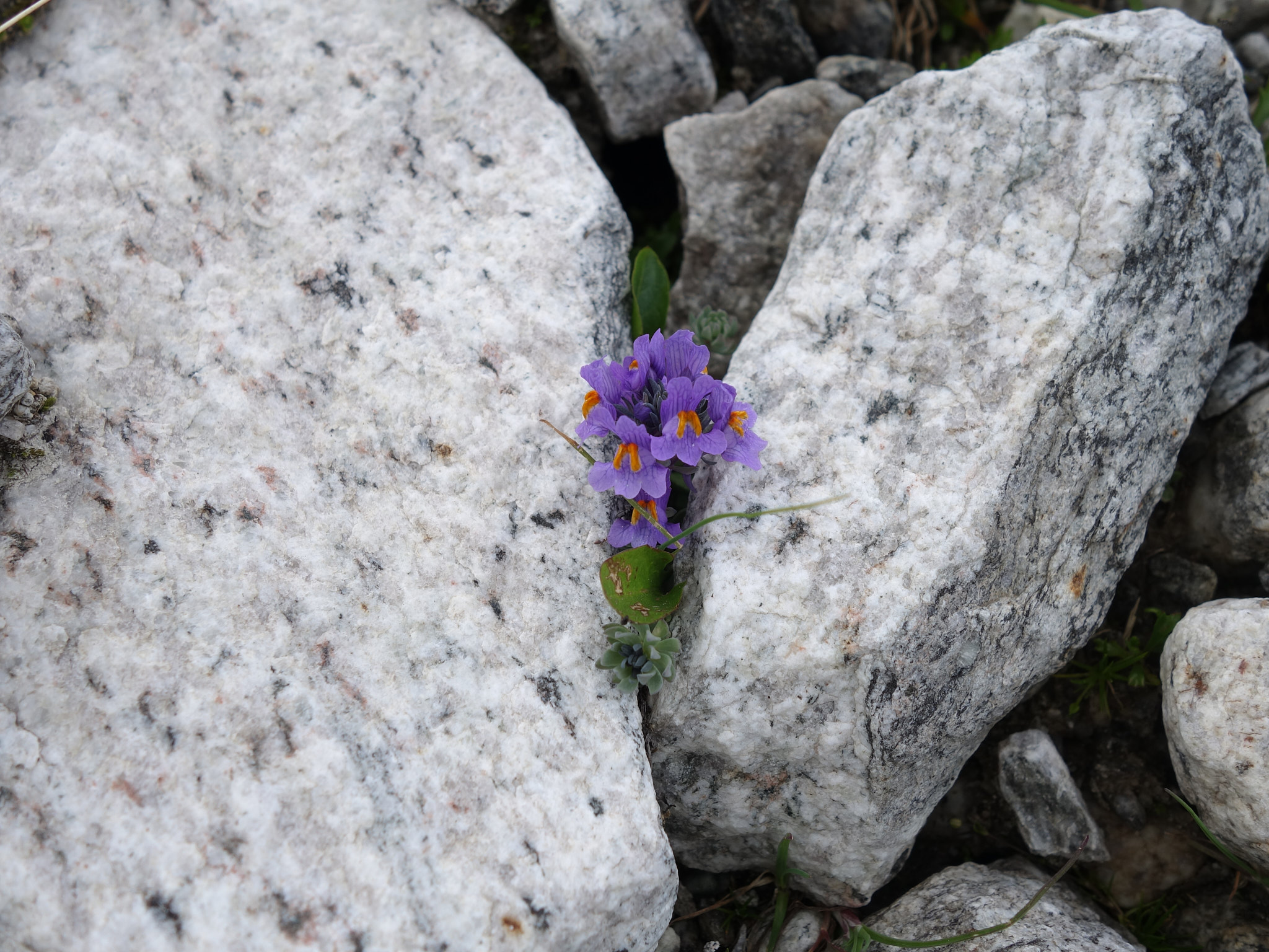 Alpsporre (<em>Linaria alpina</em>)