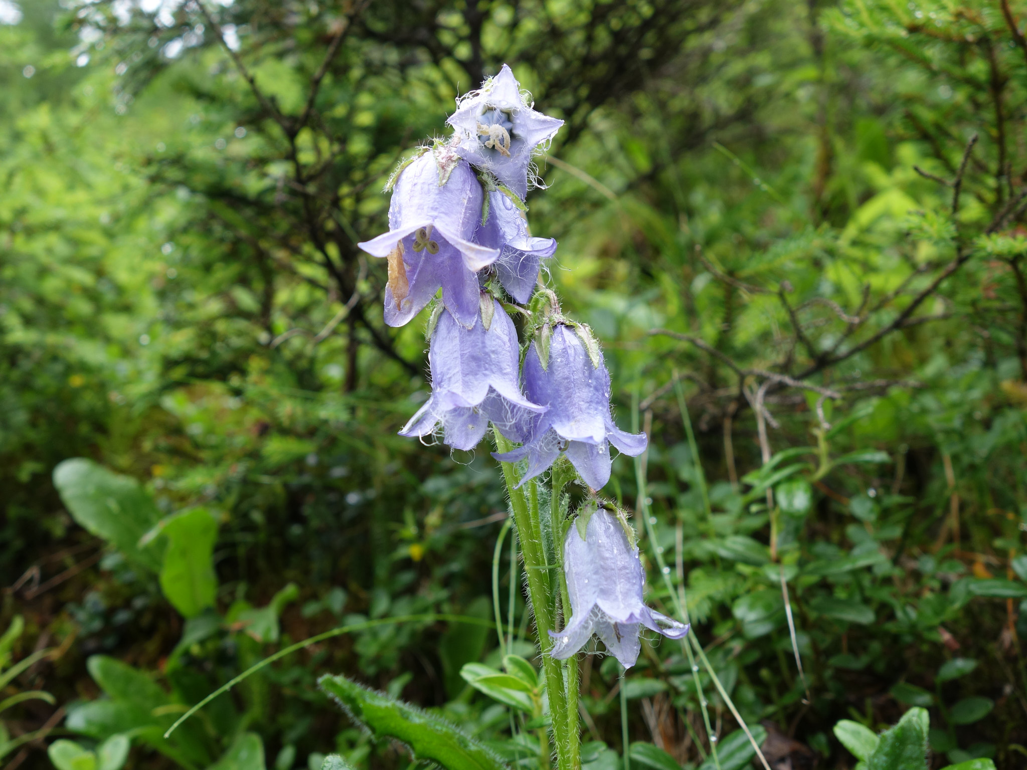 Skäggklocka (<em>Campanula barbata</em>)