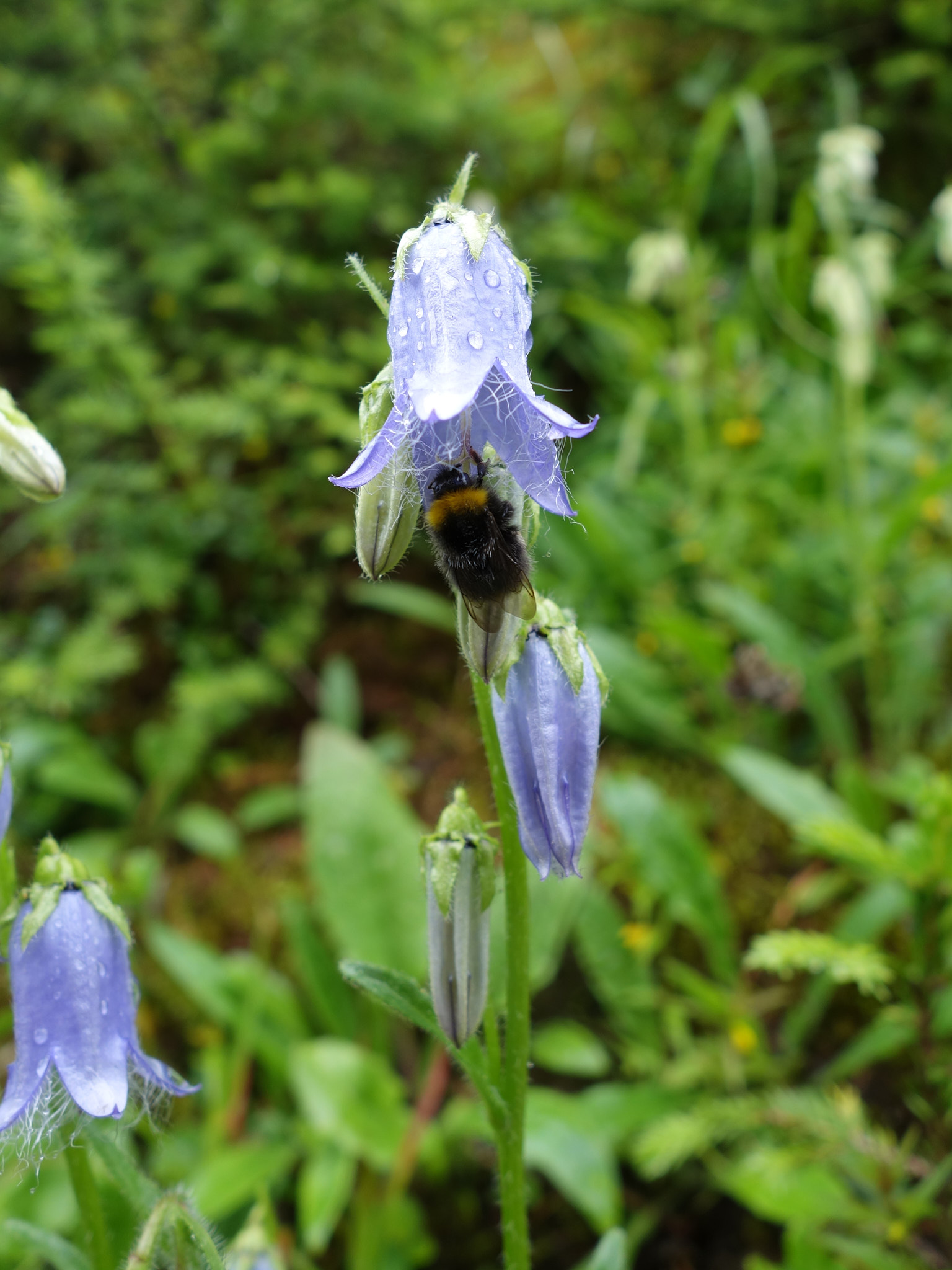 Skäggklocka (<em>Campanula barbata</em>)