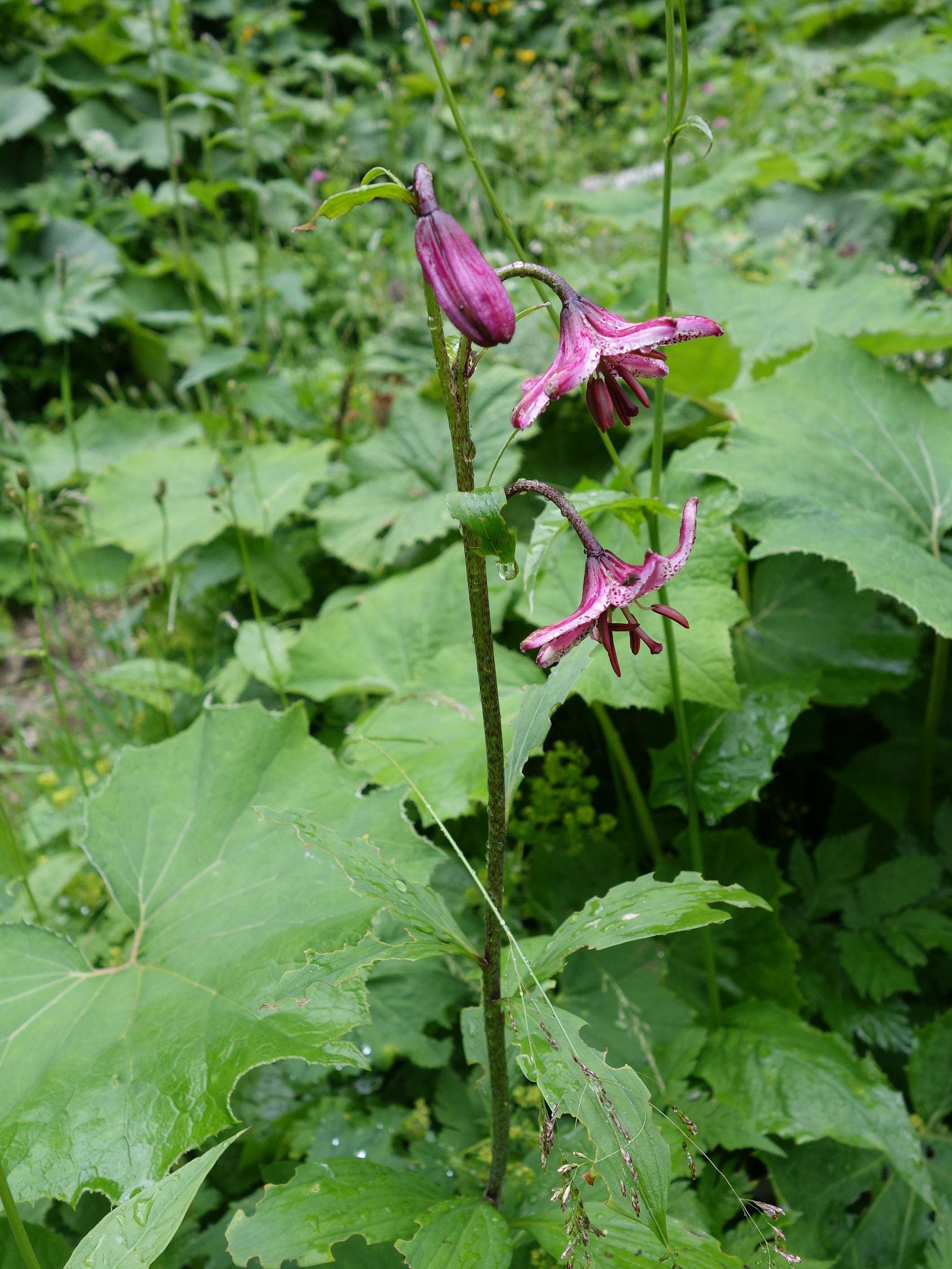 Krollilja (<em>Lilium martagon</em>)