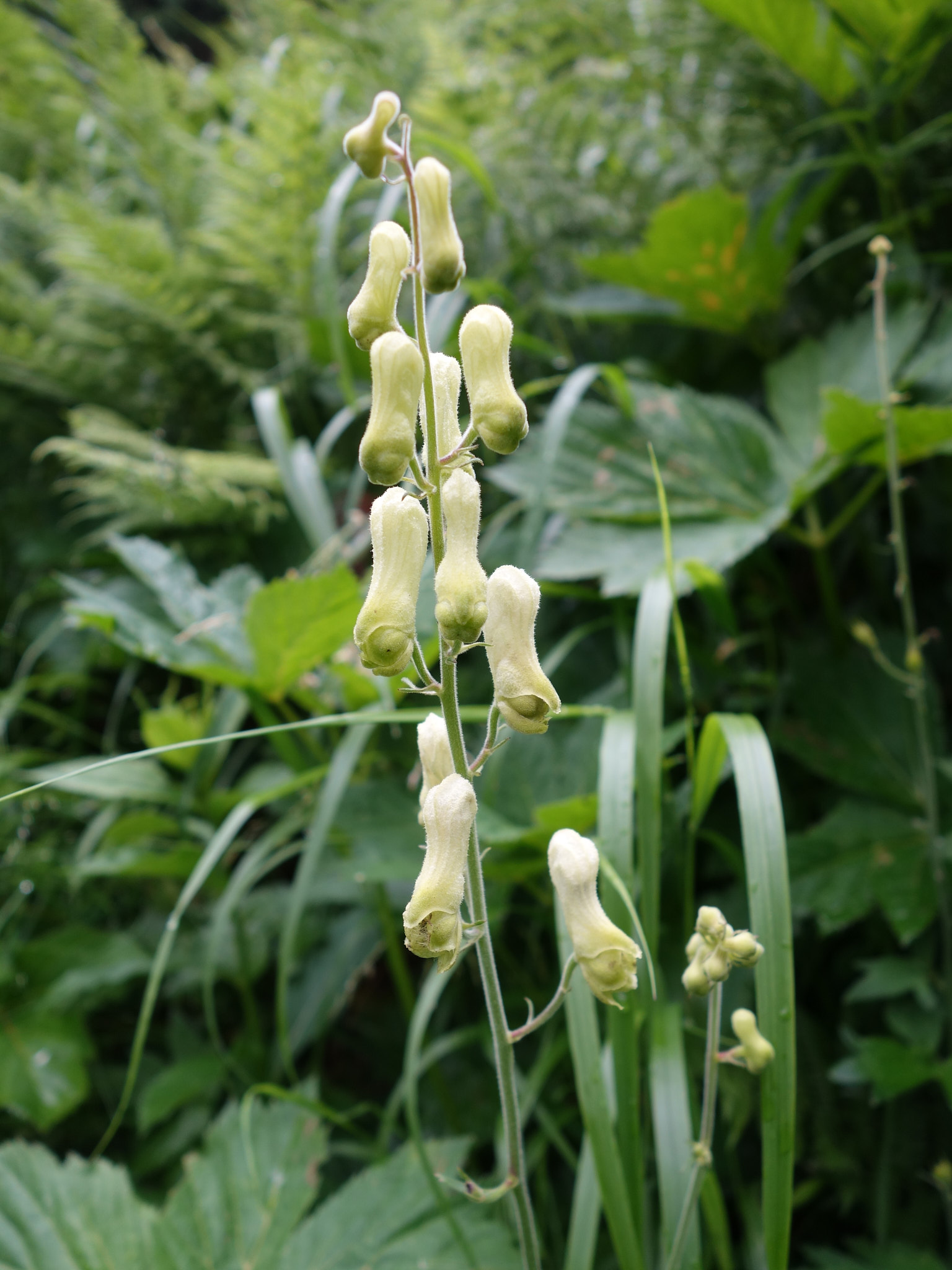 Alpstormhatt (<em>Aconitum vulparia</em>)