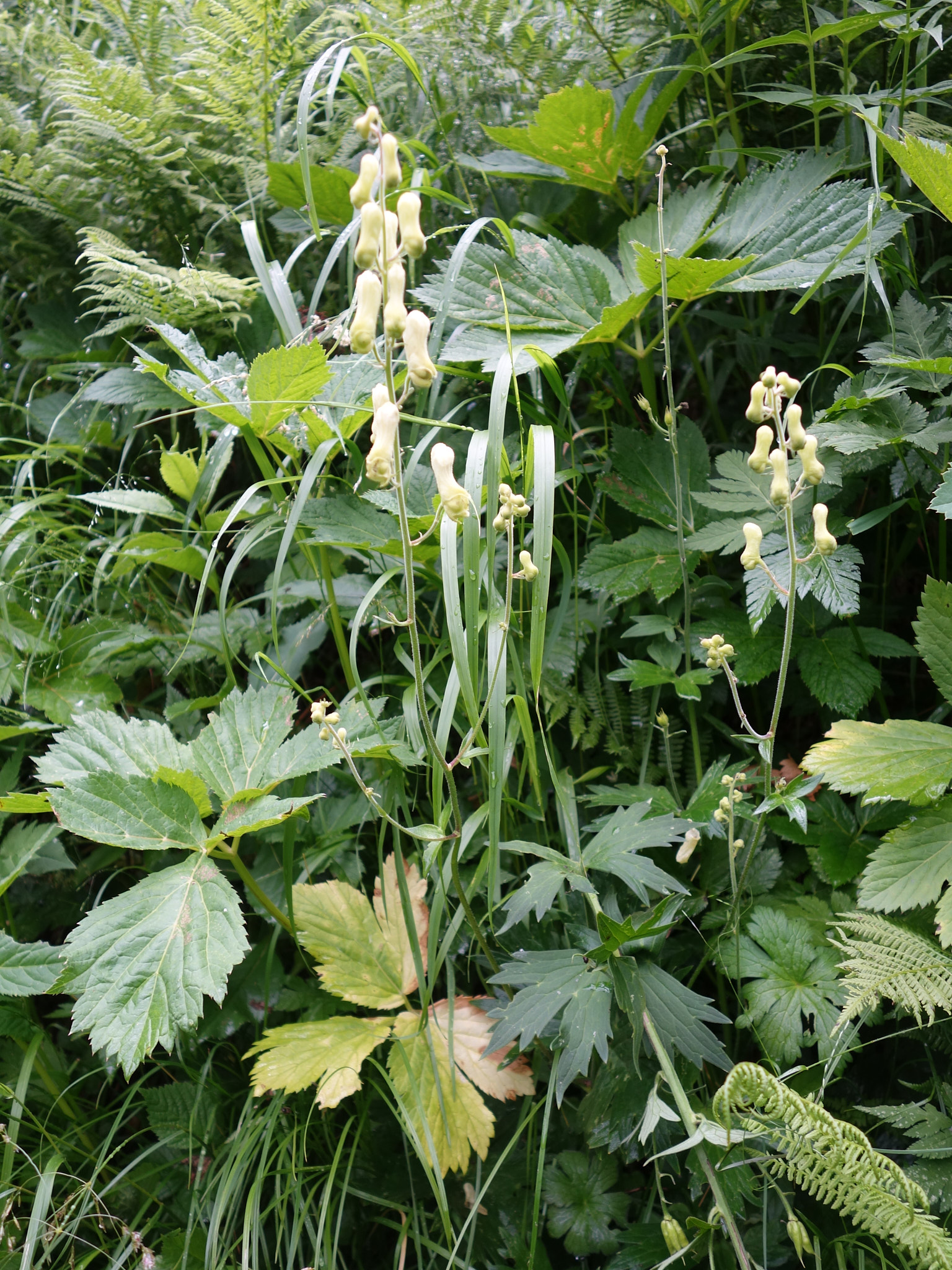 Alpstormhatt (<em>Aconitum vulparia</em>)