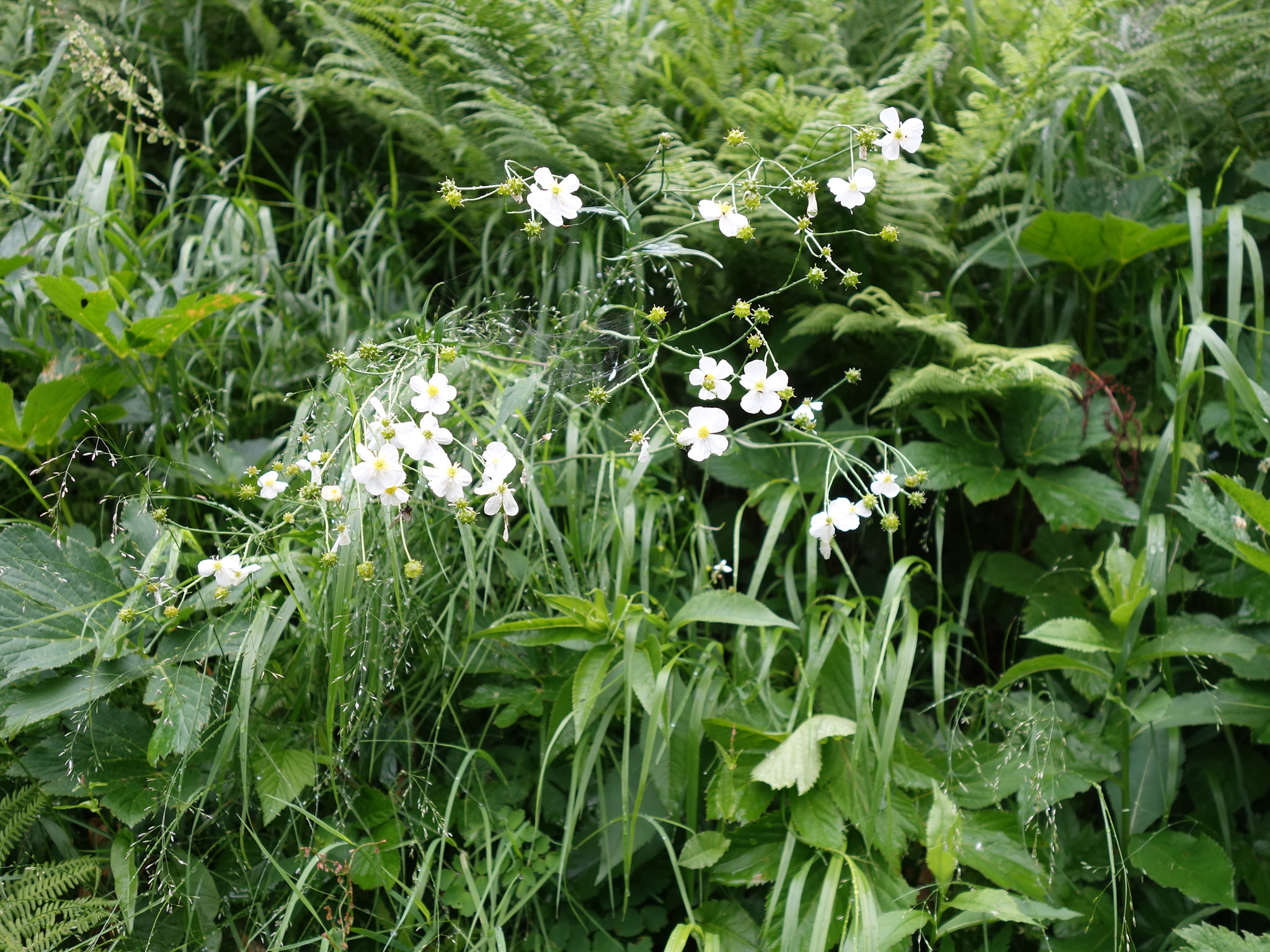 Vitsippsranunkel (<em>Ranunculus platanifolius</em>)