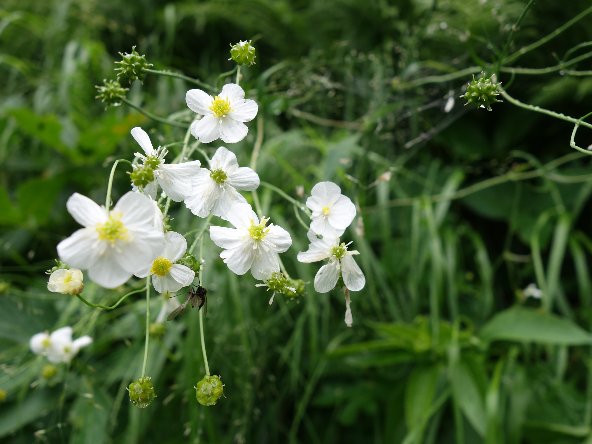 Vitsippsranunkel (<em>Ranunculus platanifolius</em>)